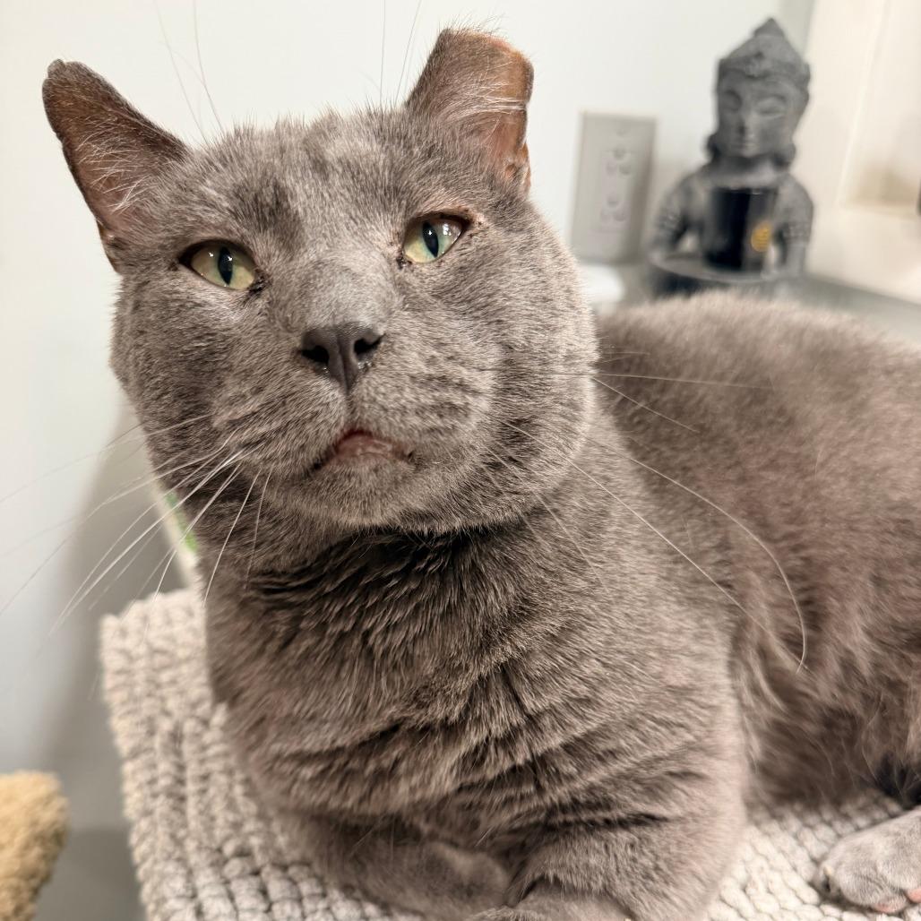 Enlarge Little Grey, a Adoptable Domestic Short Hair in St. Louis, MO image 3/4