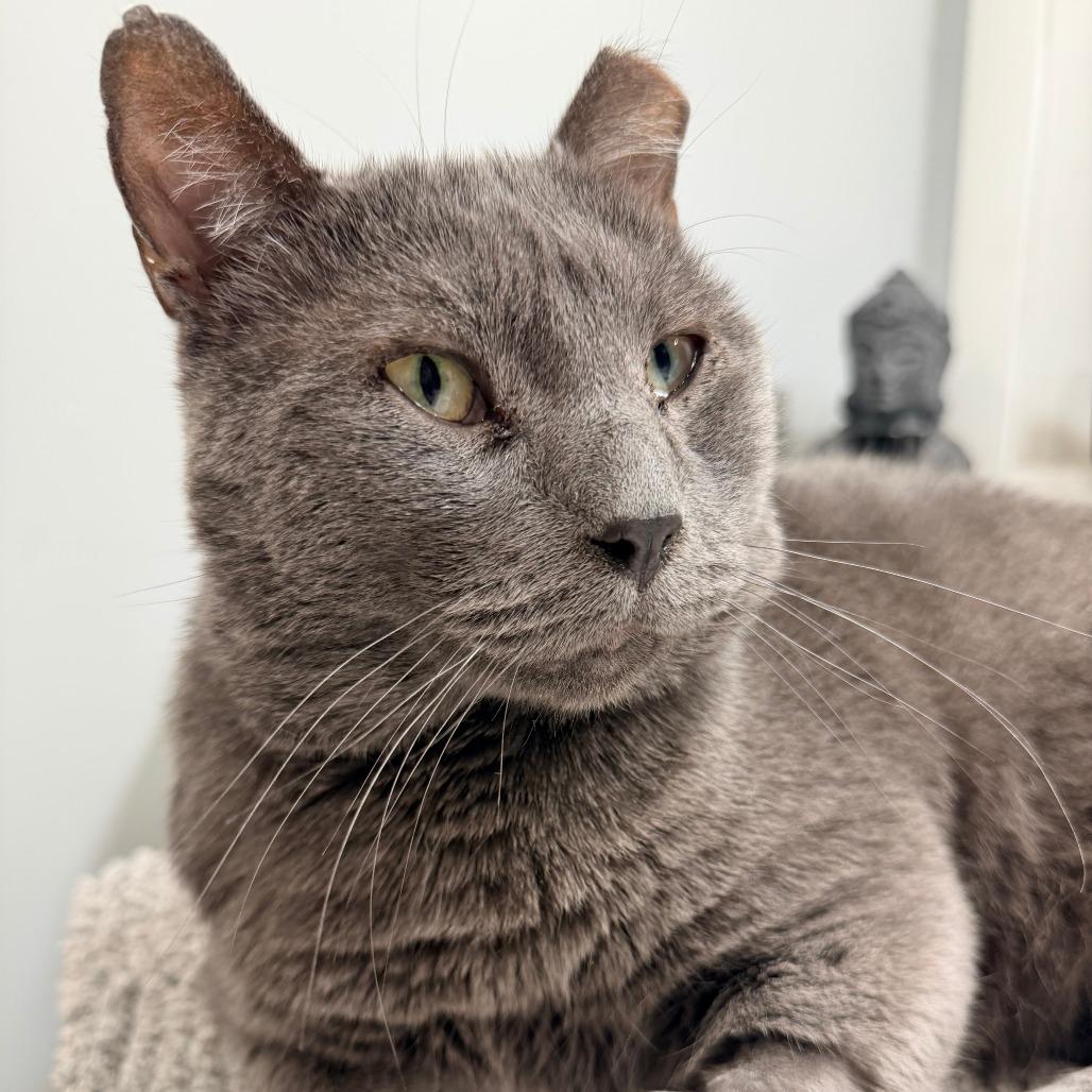 Enlarge Little Grey, a Adoptable Domestic Short Hair in St. Louis, MO image 4/4