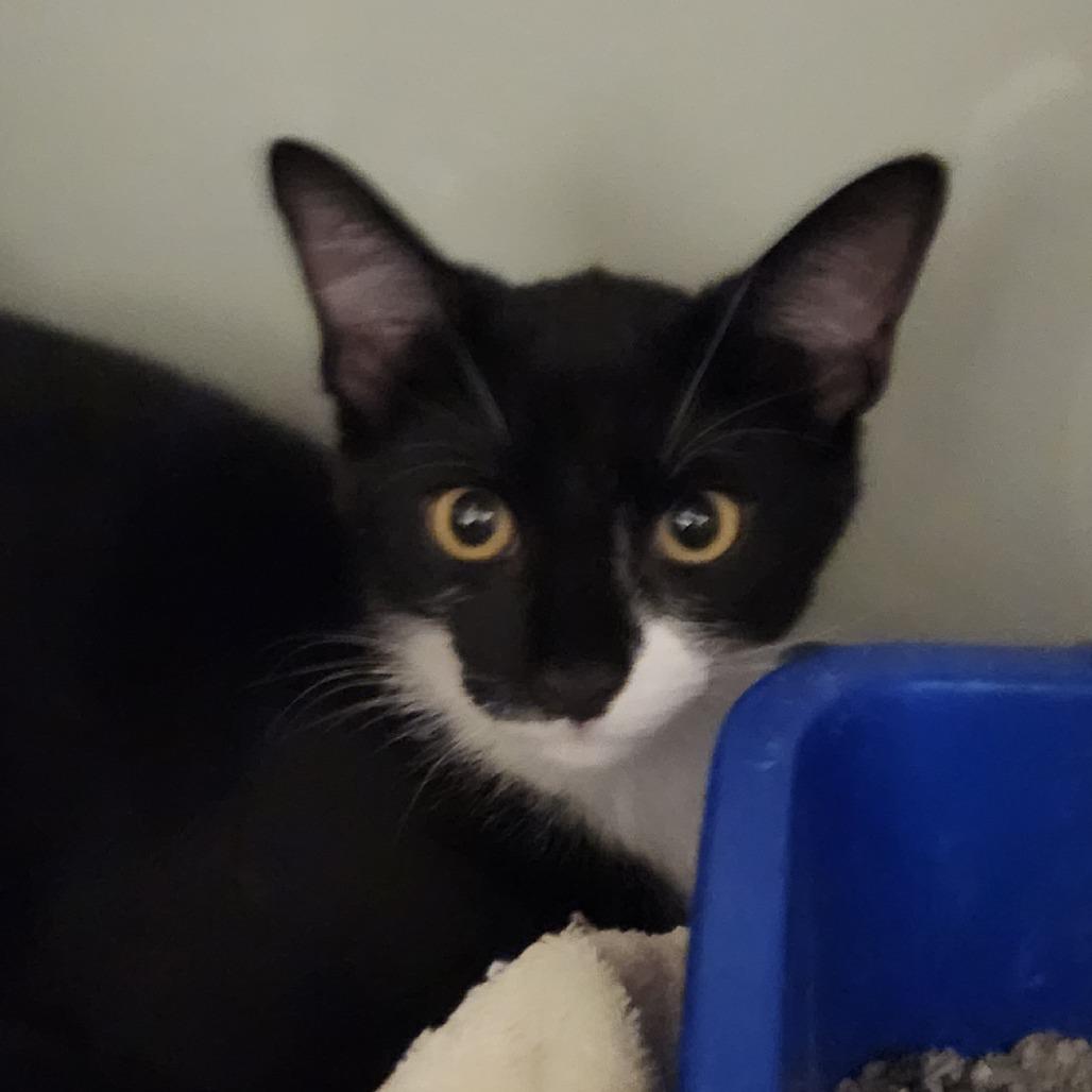 Penguin, Adoptable, Kitten Male Domestic Short Hair.