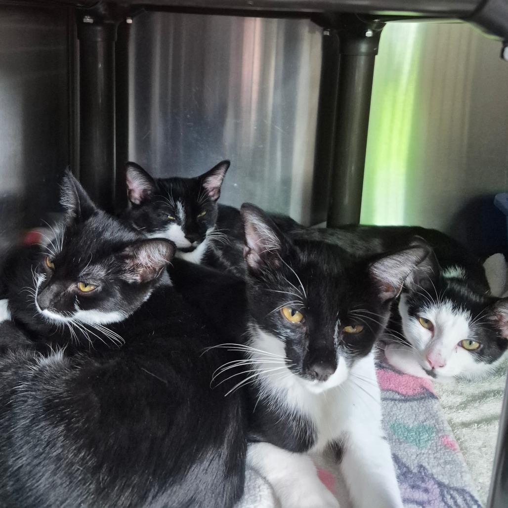 Enlarge Penguin, a Adoptable Domestic Short Hair in Columbia Station, OH image 2/2