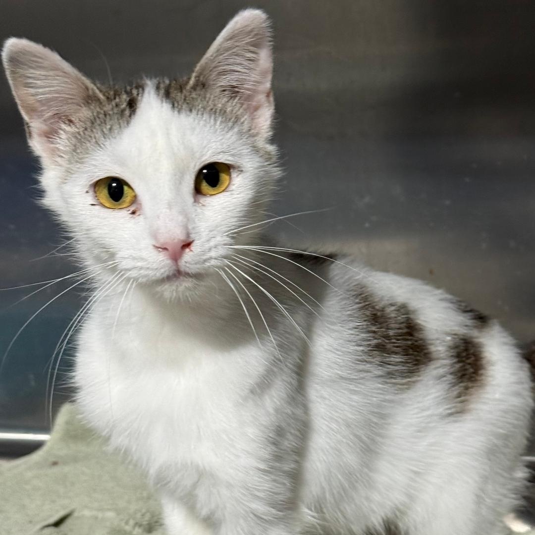 ALLIE, ADOPTABLE, Young Female Domestic Short Hair.