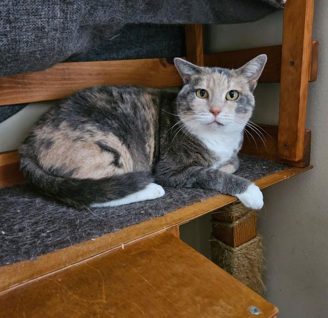 Tori, Adoptable, Adult Female Domestic Short Hair & Calico.