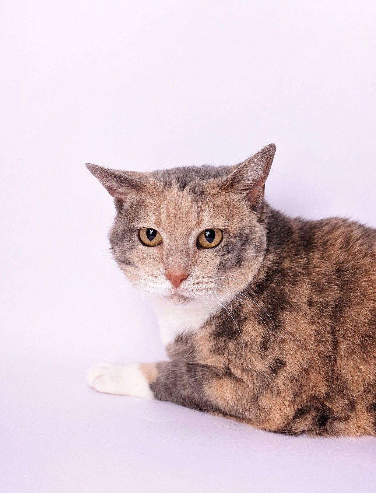 Tori, Adoptable, Adult Female Domestic Short Hair & Calico.