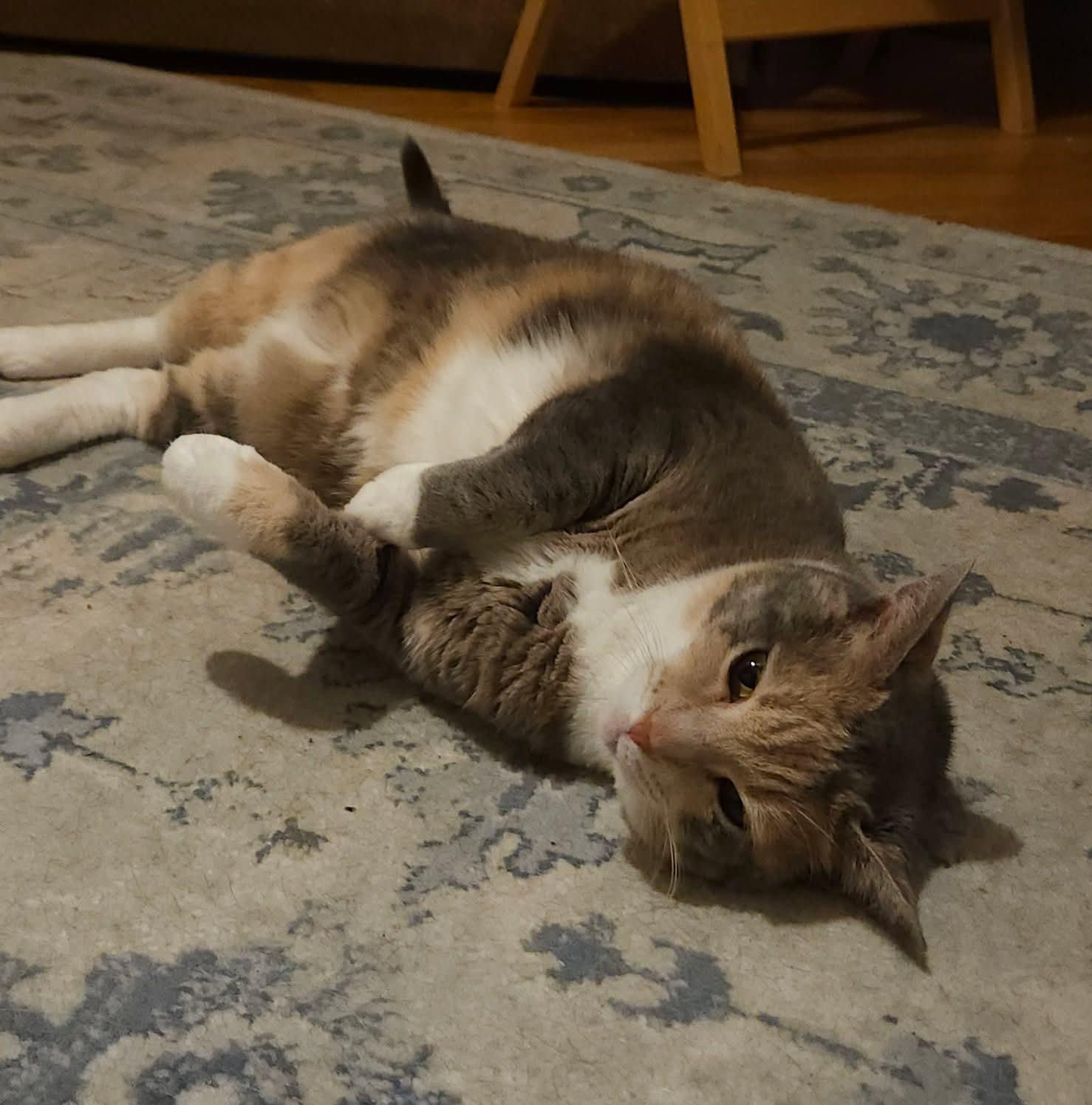 Enlarge Tori, a Adoptable mixed breed in Nashville, TN image 2/3