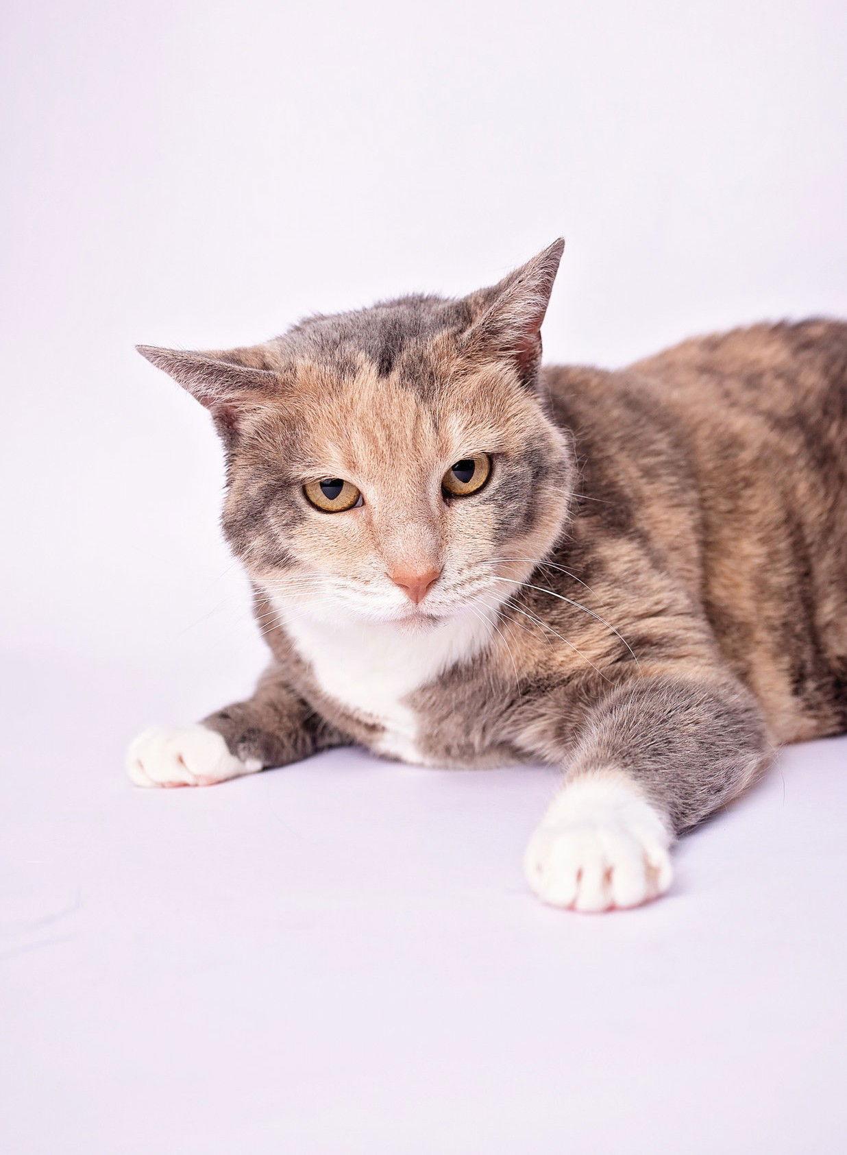 Tori, a Adoptable mixed breed in Nashville, TN image 3/3