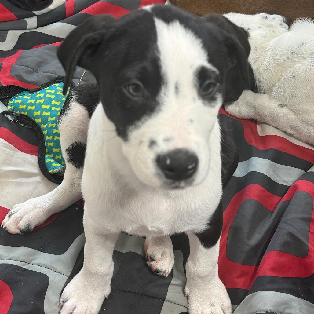 Enlarge Big Bend, a Adoptable Mixed Breed in Waco, TX image 1/3