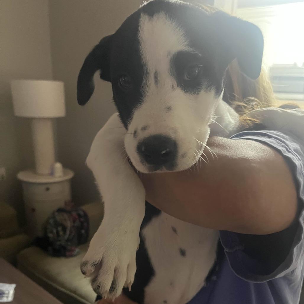 Enlarge Big Bend, a Adoptable Mixed Breed in Waco, TX image 2/3