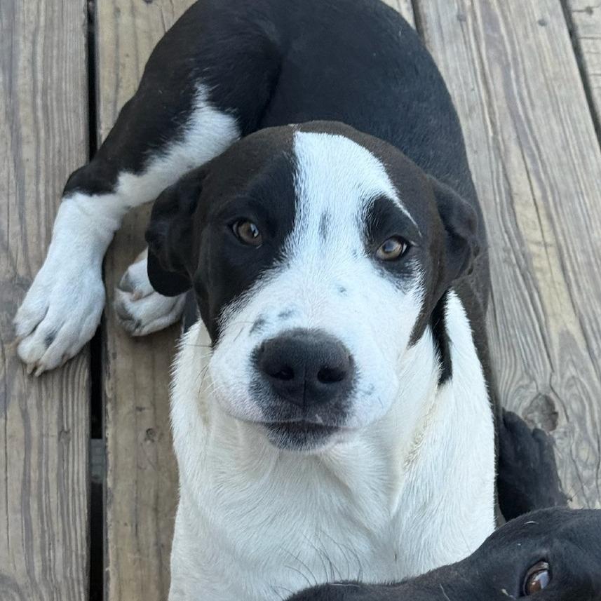 Big Bend, a Adoptable Mixed Breed in Waco, TX image 3/4