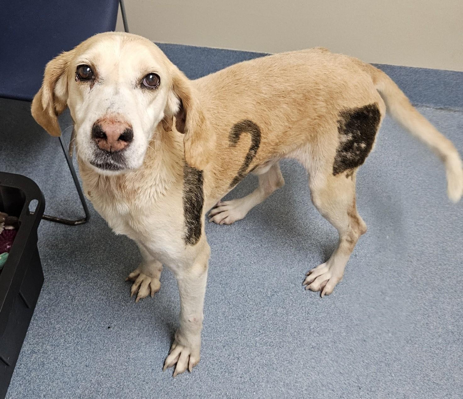 TU, a ADOPTABLE Hound in Suffolk, VA image 2/2