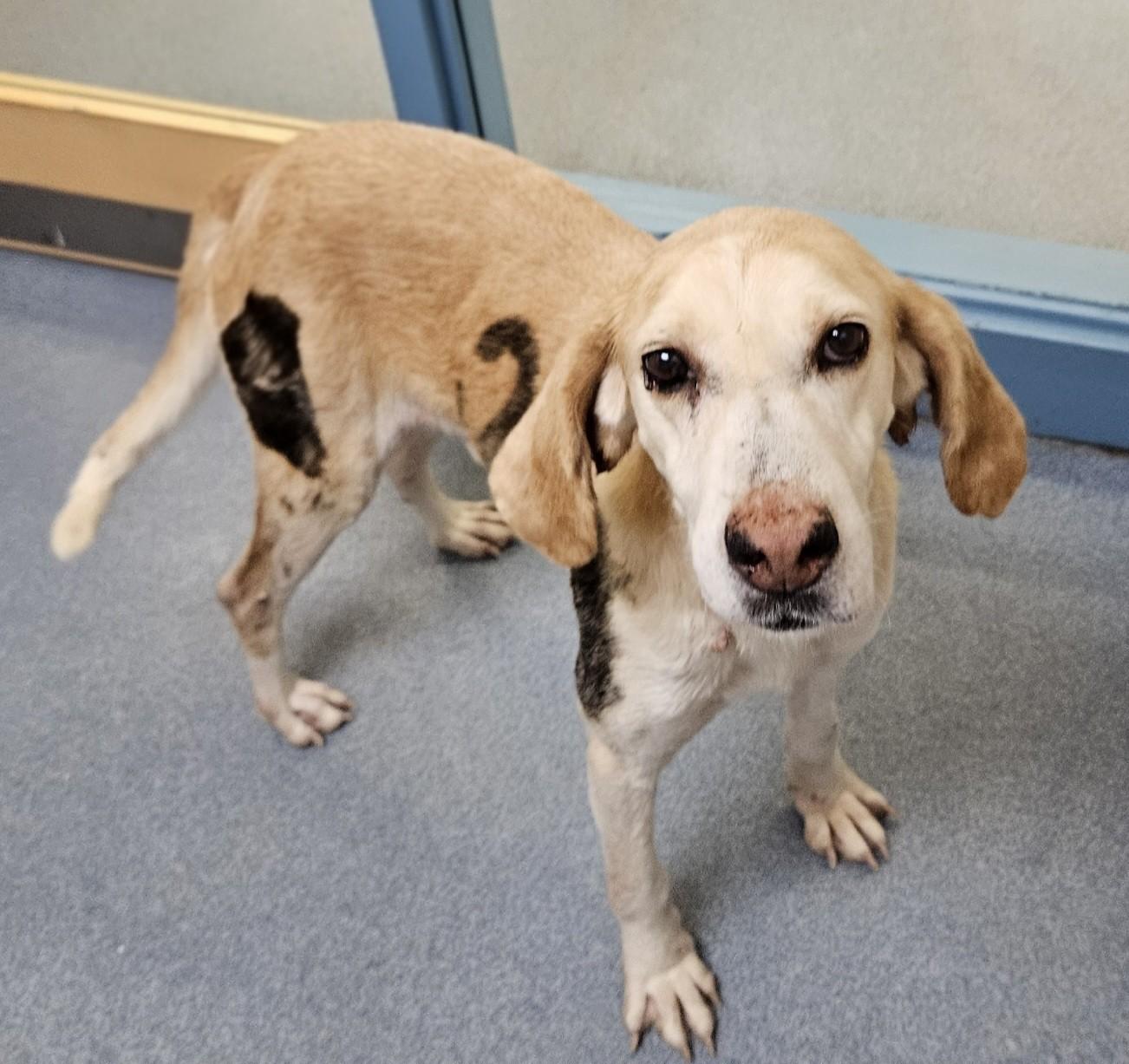 TU, ADOPTABLE, Adult Male Hound.