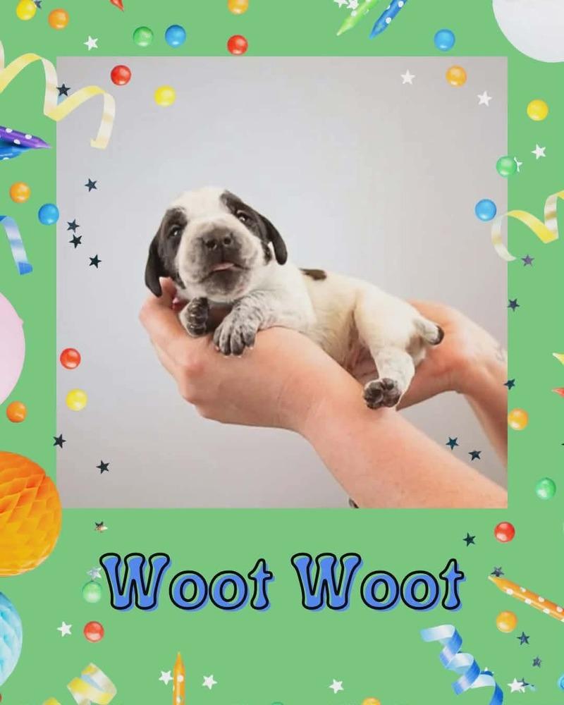Woot Woot, Adoptable, Puppy Male English Pointer & Pit Bull Terrier.