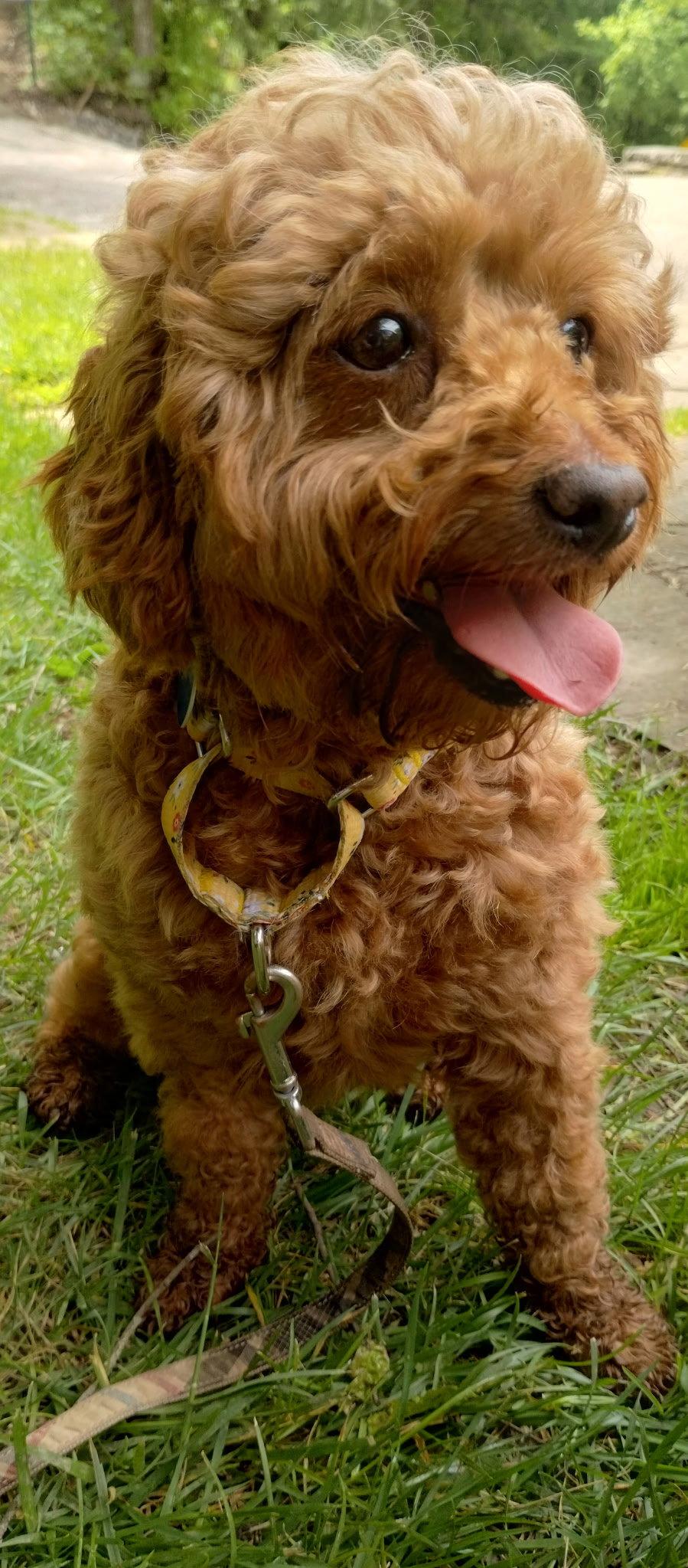 Enlarge Ruby Jean, a Adoptable Cockapoo in Berwick, PA image 1/3