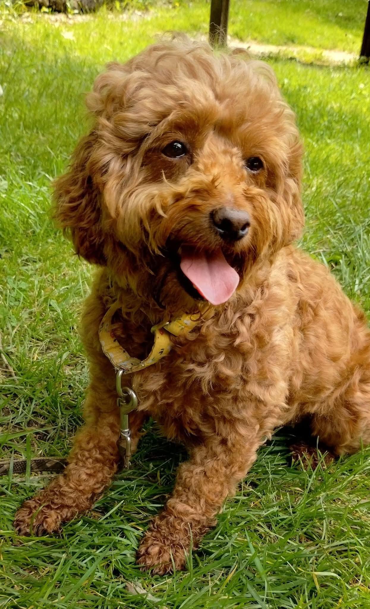 Enlarge Ruby Jean, a Adoptable Cockapoo in Berwick, PA image 2/3