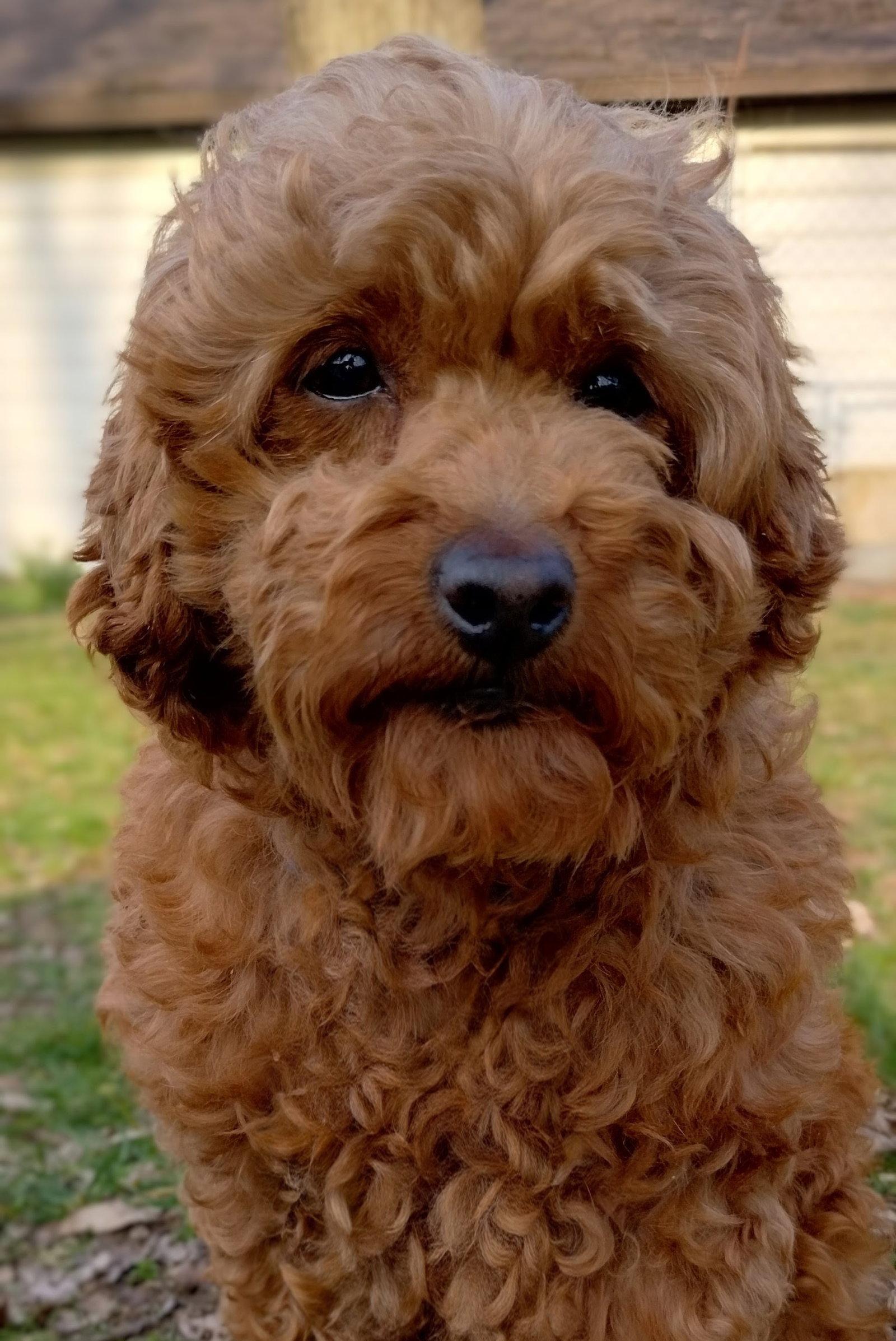 Enlarge Ruby Jean, a Adoptable Cockapoo in Berwick, PA image 1/1