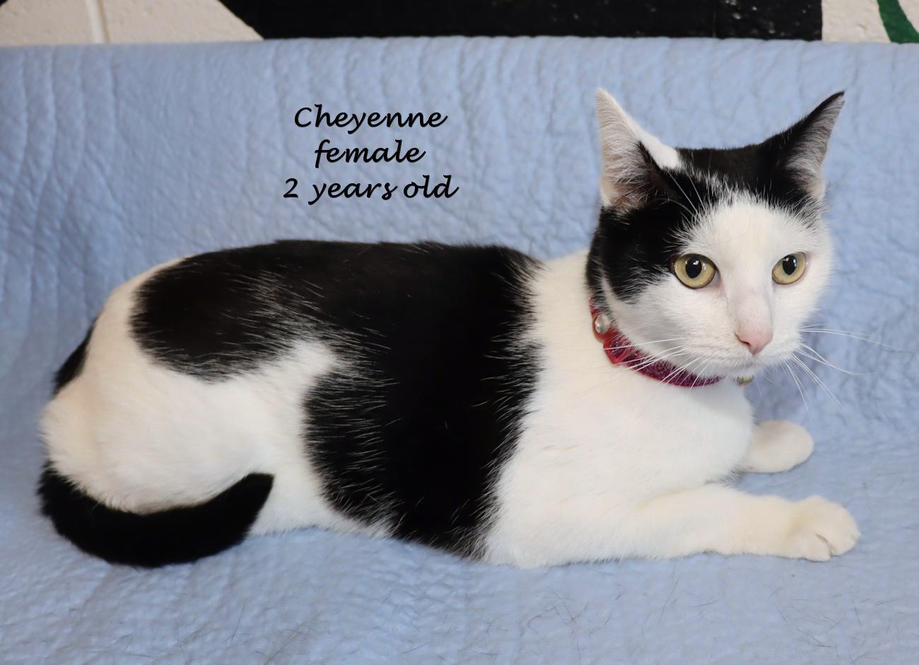 Cheyenne