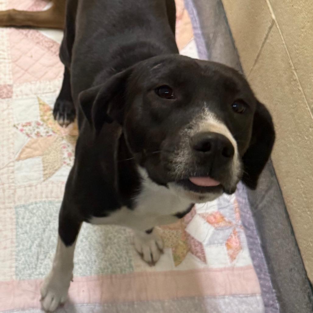 Enlarge Baby Girl, a Adoptable Mixed Breed in Cedaredge, CO image 1/3