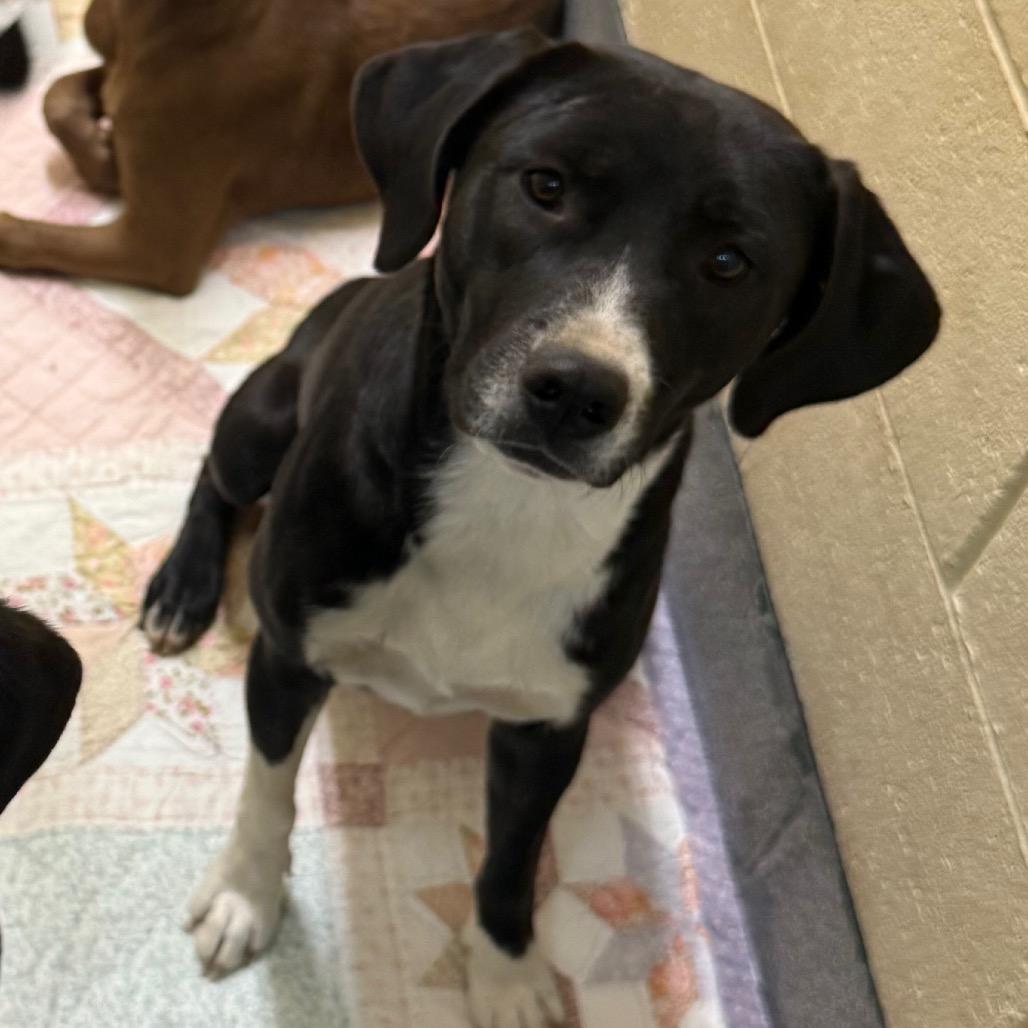 Enlarge Baby Girl, a Adoptable Mixed Breed in Cedaredge, CO image 2/3