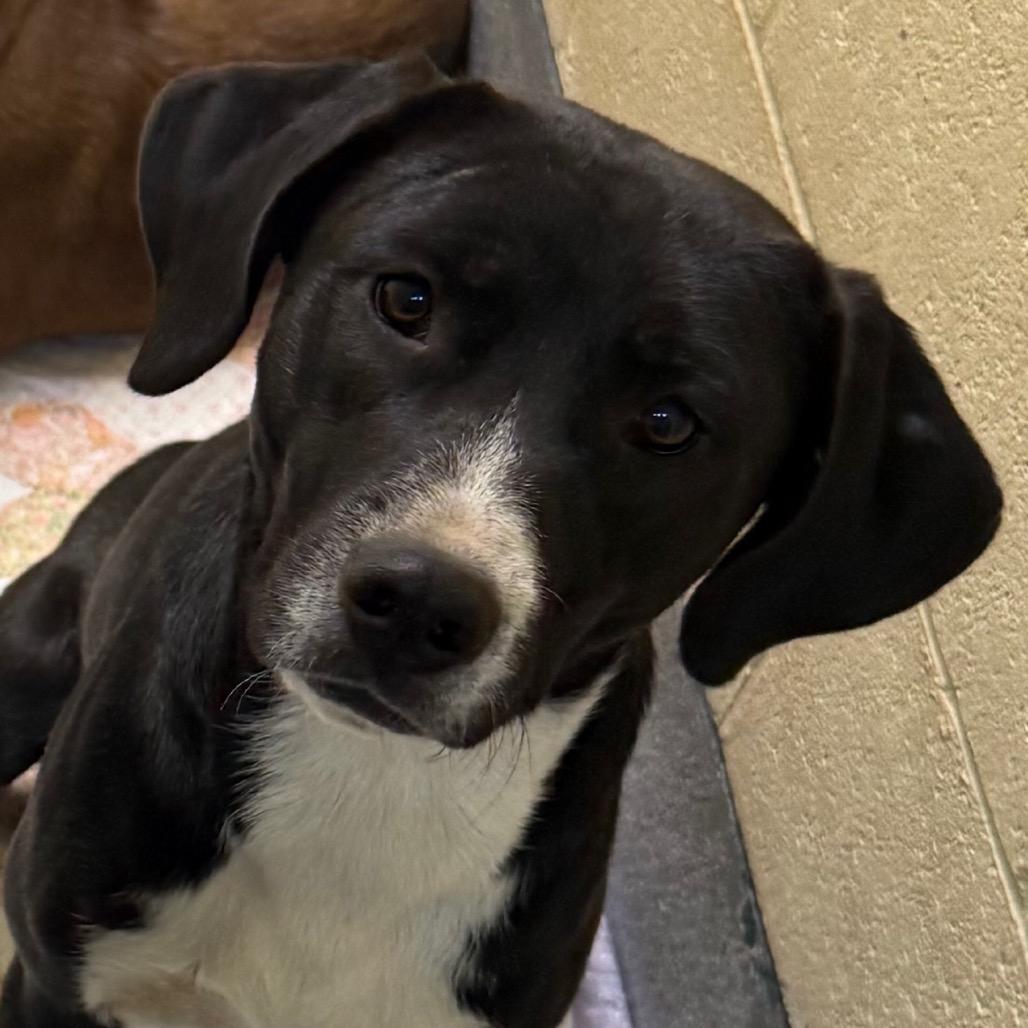 Enlarge Baby Girl, a Adoptable Mixed Breed in Cedaredge, CO image 3/3