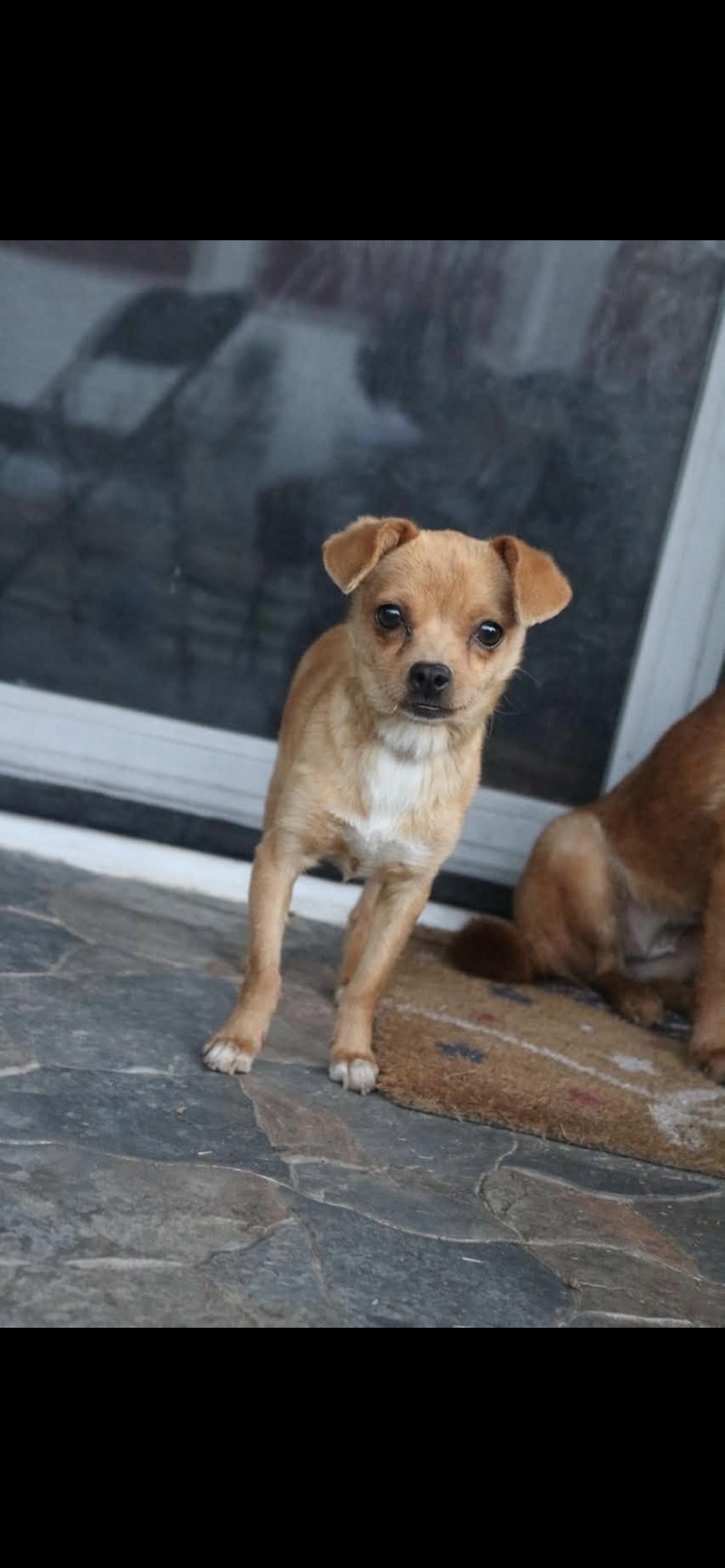Laparas, Adoptable, Young Female Chihuahua & Terrier.