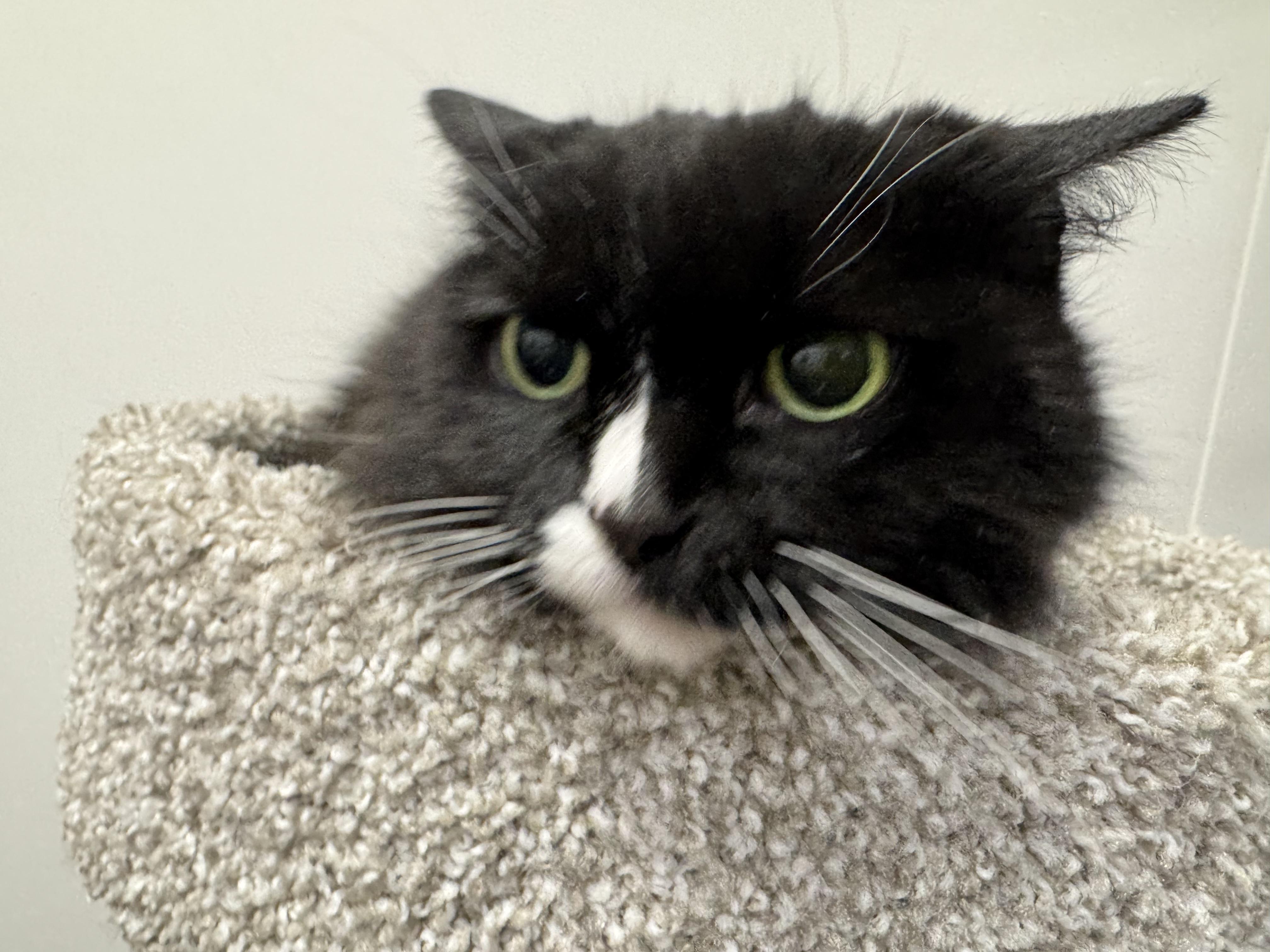 Boots, a Adoptable Domestic Long Hair in Pickering, ON image 2/2