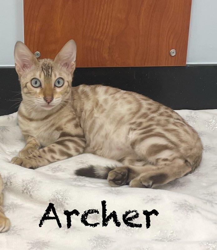 Archer And Saint