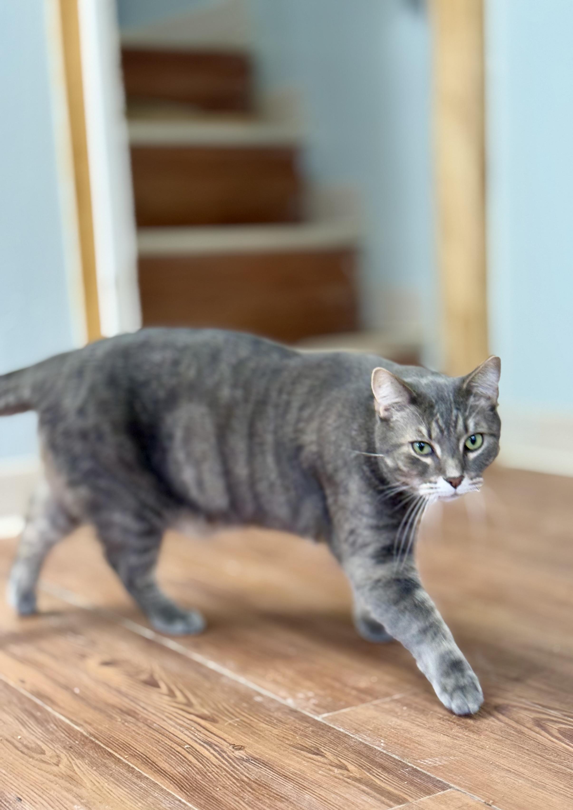 Oliver, Adoptable, Adult Male Domestic Short Hair.