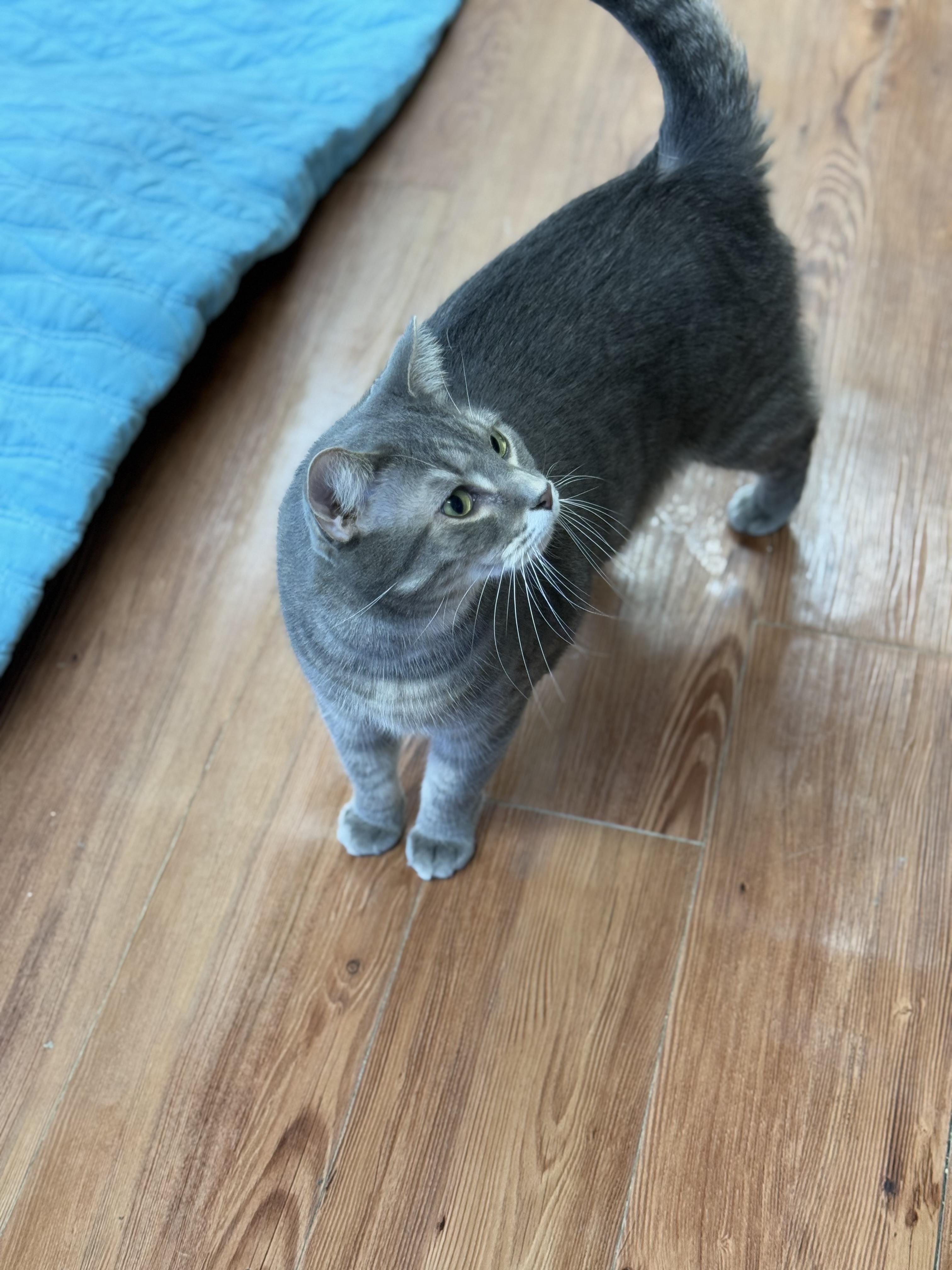 Oliver, a Adoptable mixed breed in Anderson, IN image 2/3