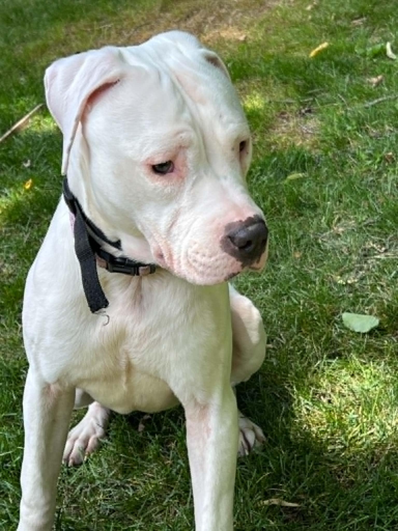 Enlarge Versace - PARTIALLY DEAF, a Adoptable mixed breed in Minneapolis, MN image 6/6