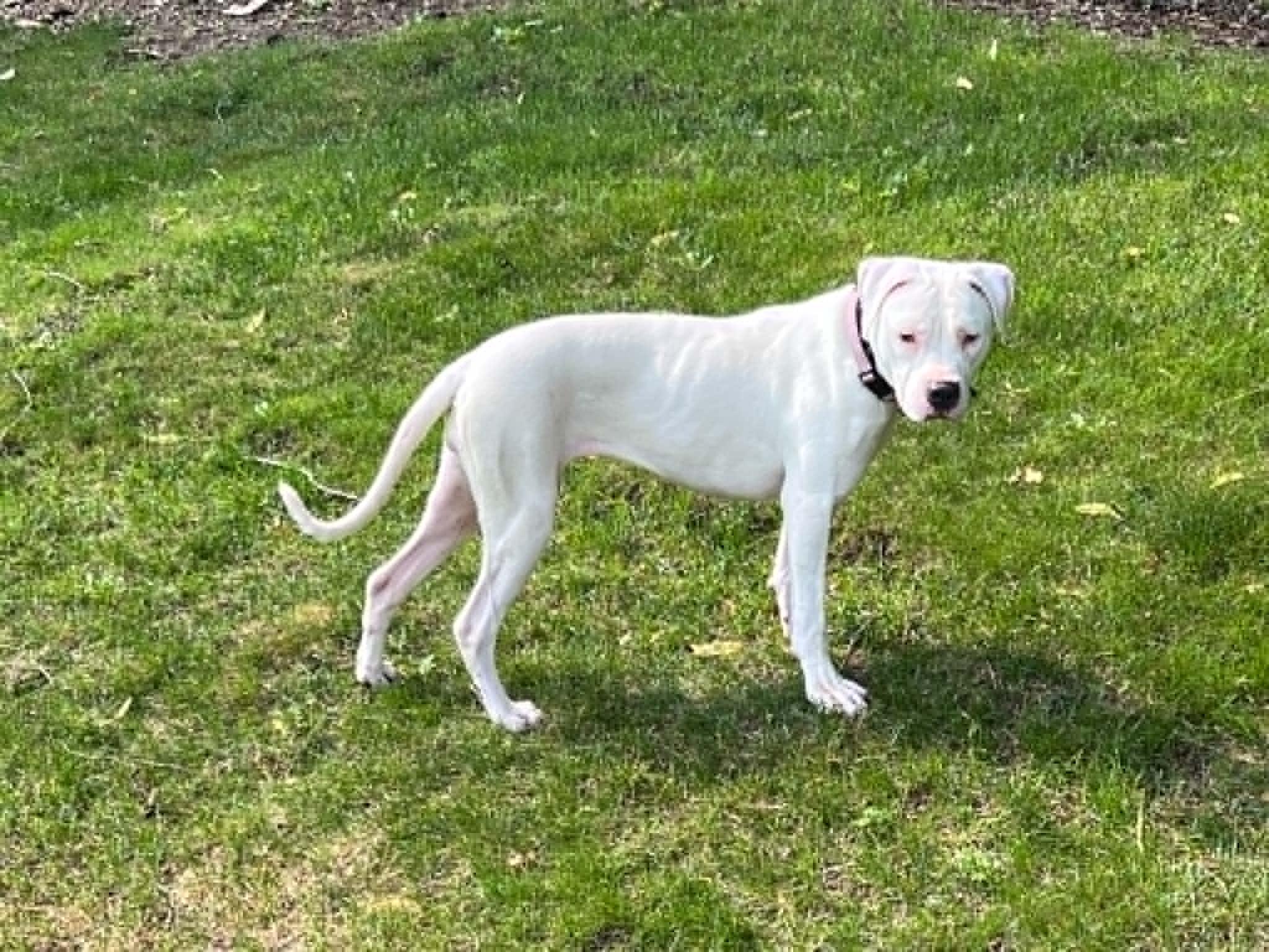 Enlarge Versace - PARTIALLY DEAF, a Adoptable mixed breed in Minneapolis, MN image 5/6