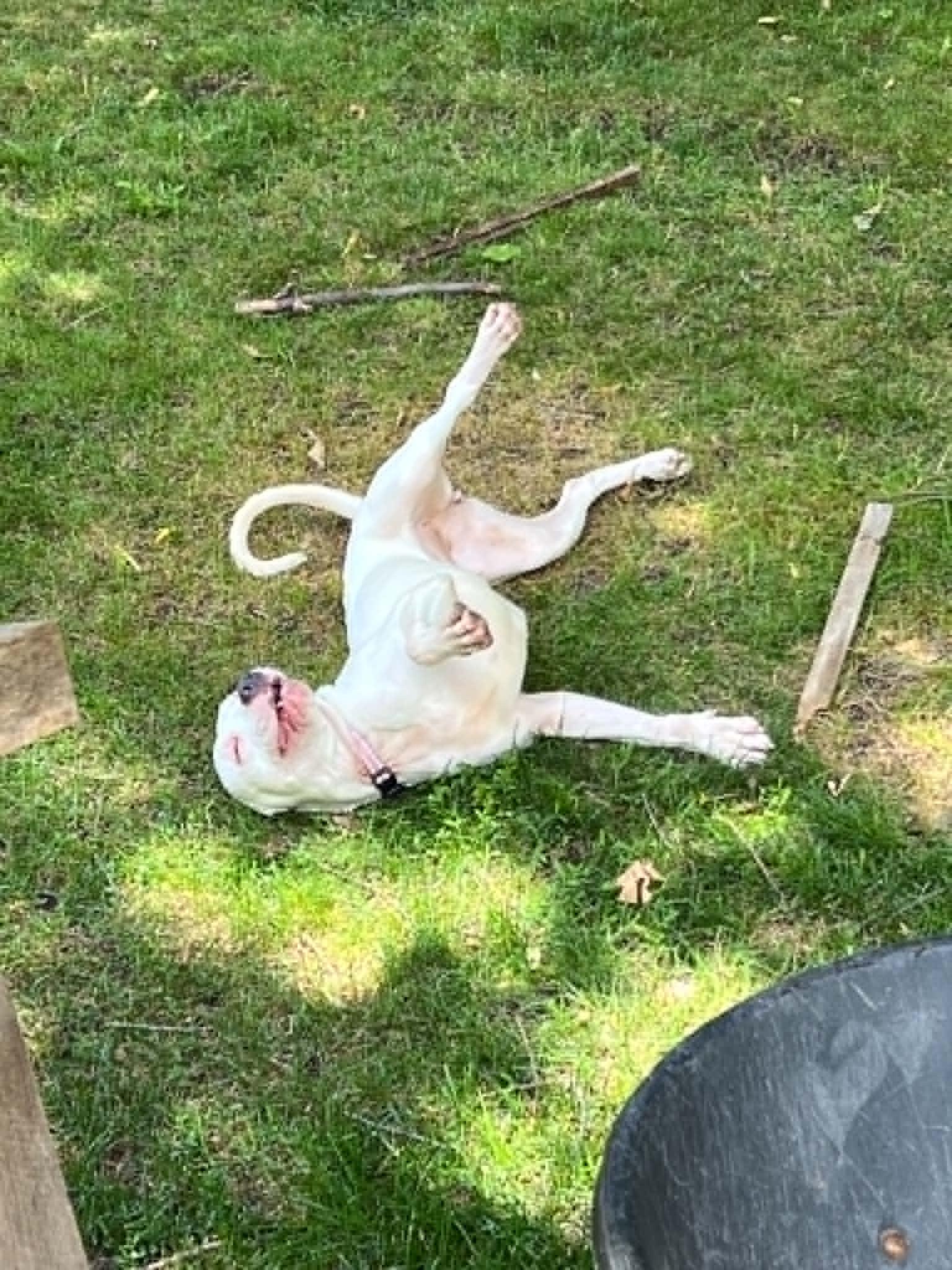 Enlarge Versace - PARTIALLY DEAF, a Adoptable mixed breed in Minneapolis, MN image 3/6