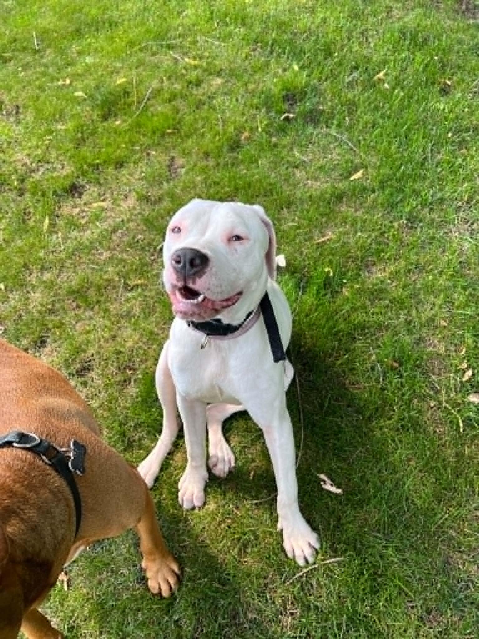 Enlarge Versace - PARTIALLY DEAF, a Adoptable mixed breed in Minneapolis, MN image 2/6