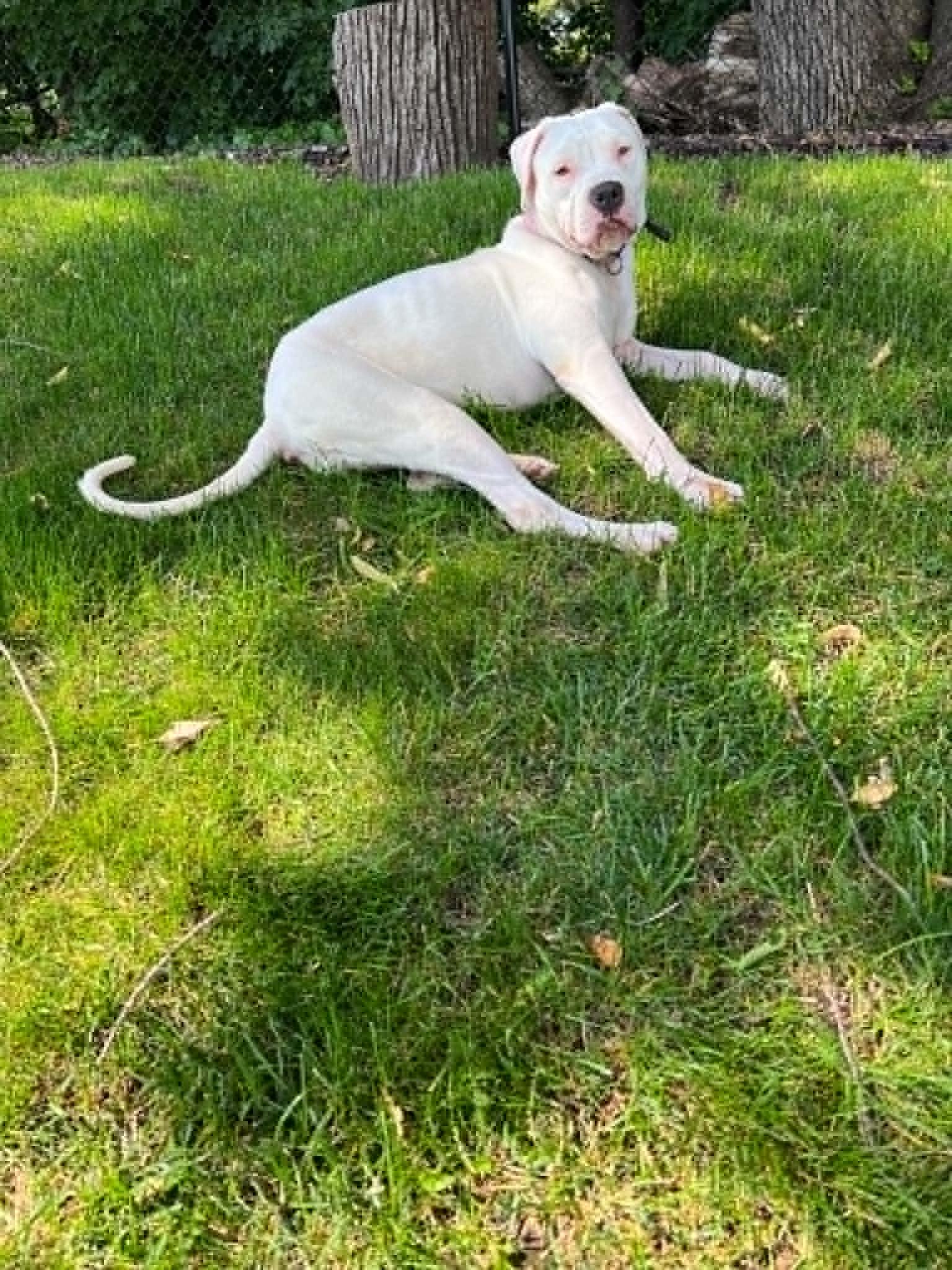 Enlarge Versace - PARTIALLY DEAF, a Adoptable mixed breed in Minneapolis, MN image 4/6