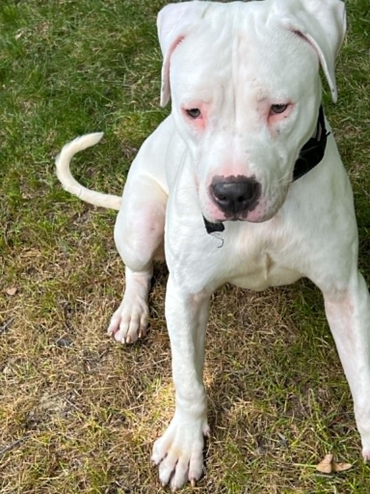 Versace - PARTIALLY DEAF, Adoptable, Young Female Bulldog & Pit Bull Terrier.