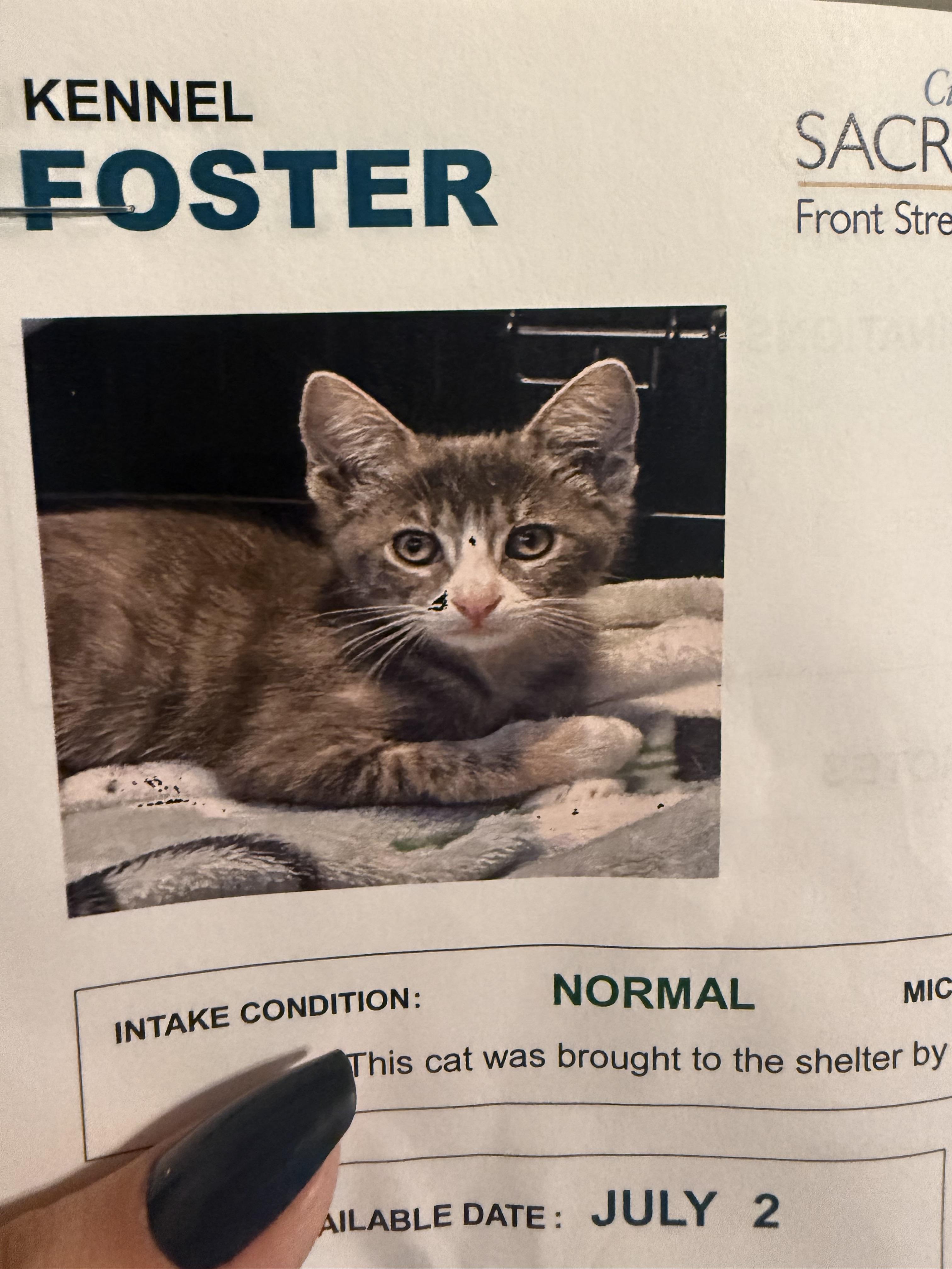 Clawdia, Adoptable, Kitten Female Domestic Short Hair.