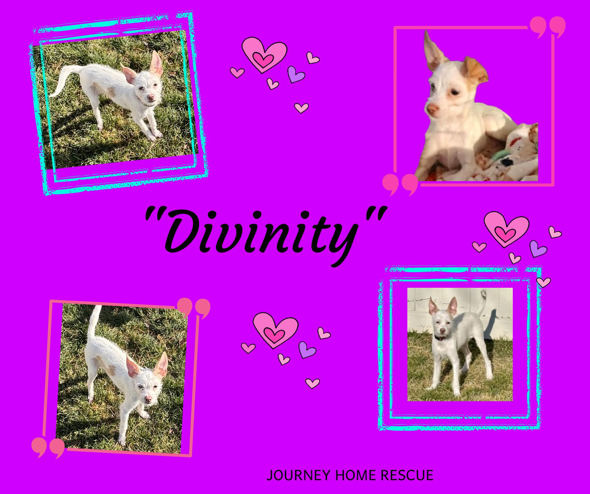 Divinity, ADOPTABLE, Young Male Chihuahua & Yorkshire Terrier.