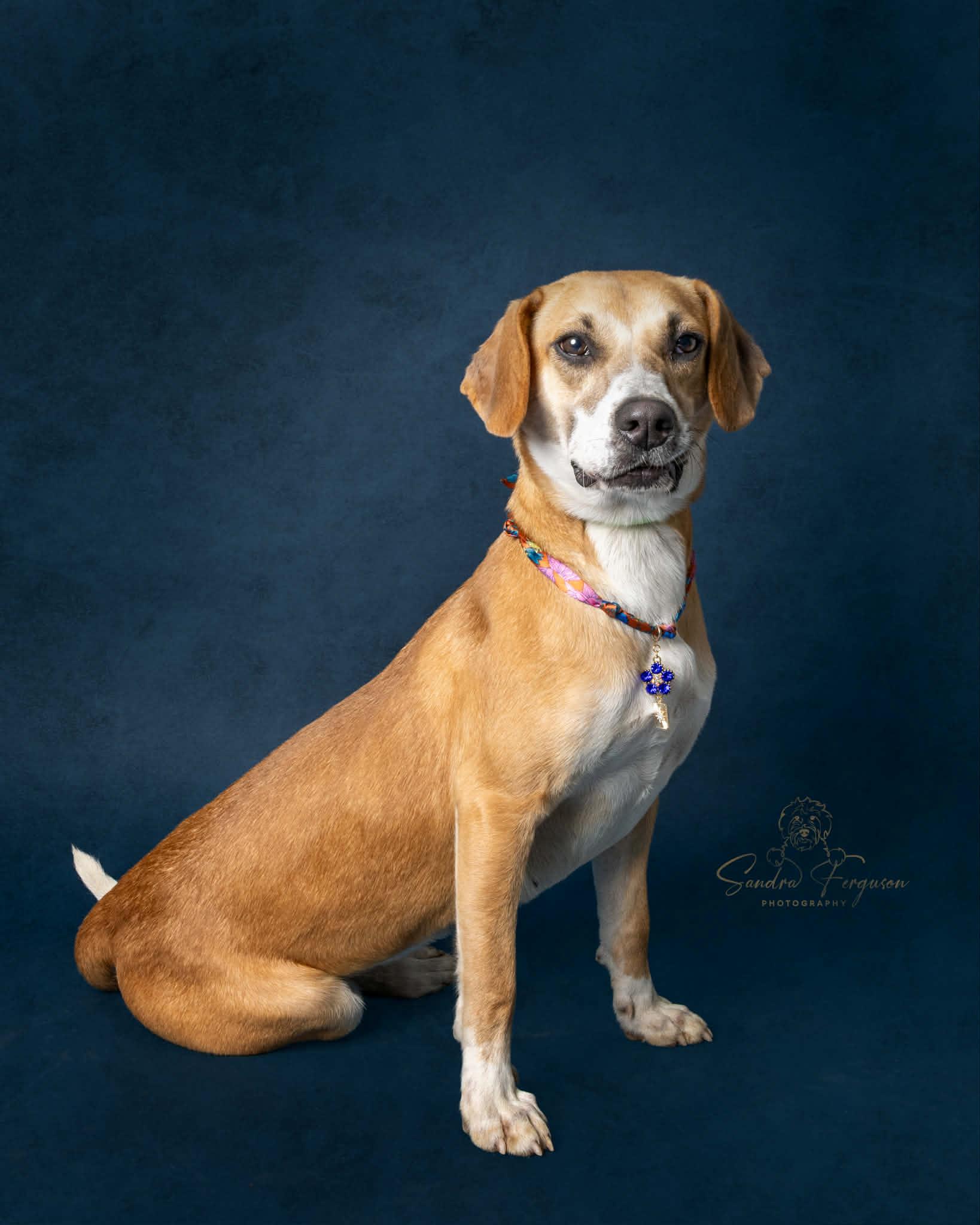 Enlarge Blitzen, an adopted mixed breed in Millington, TN image 3/4