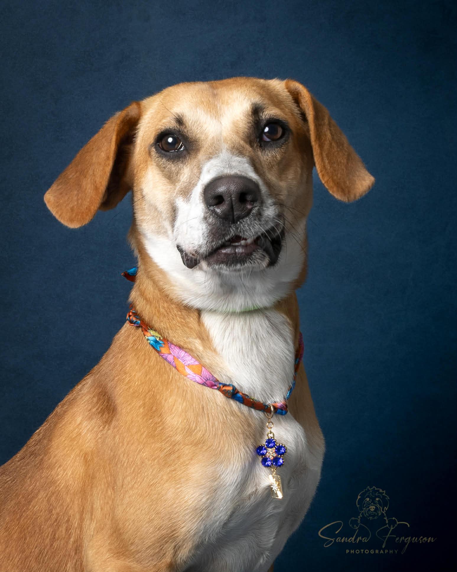 Enlarge Blitzen, an adopted mixed breed in Millington, TN image 4/4