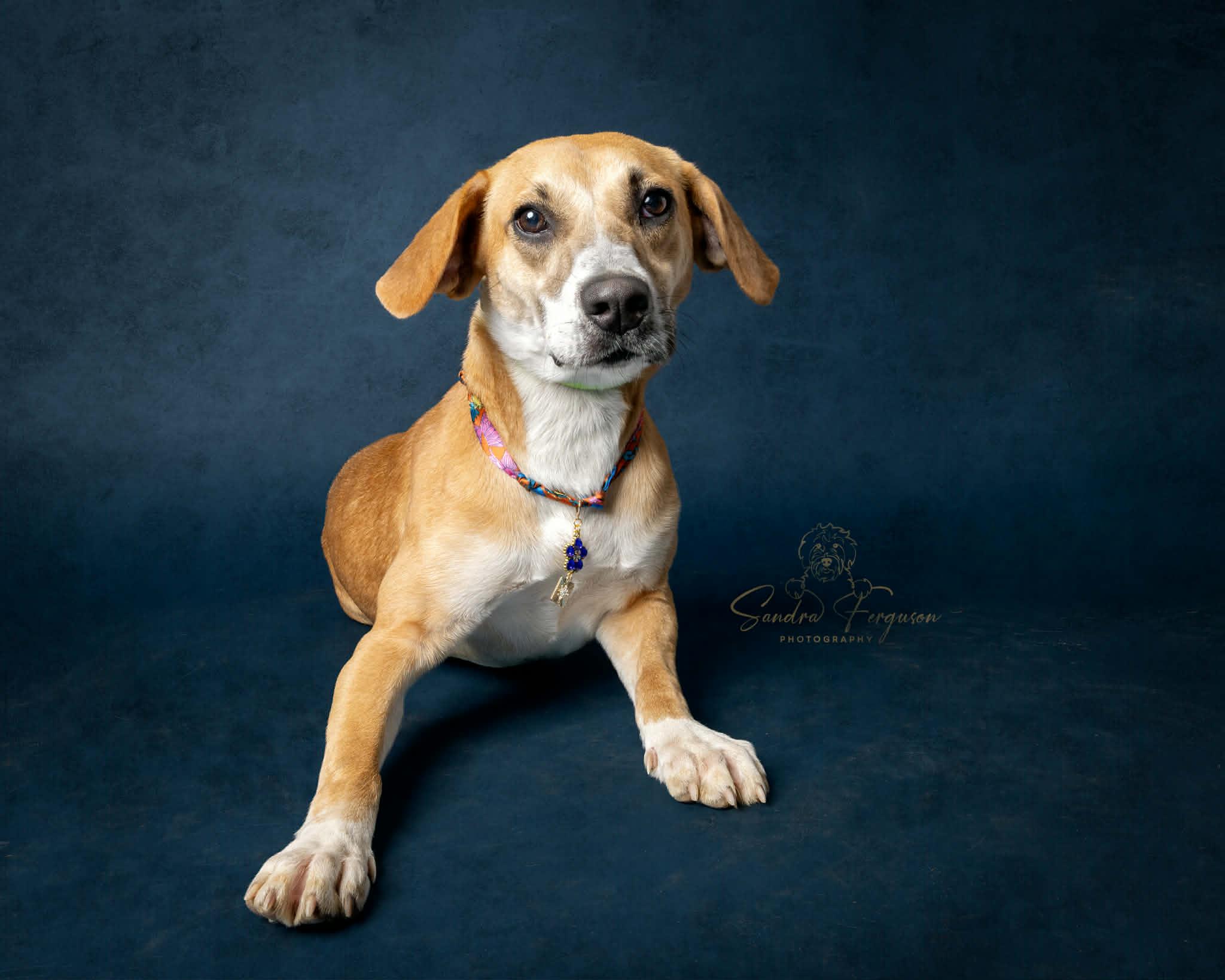 Enlarge Blitzen, an adopted mixed breed in Millington, TN image 2/4