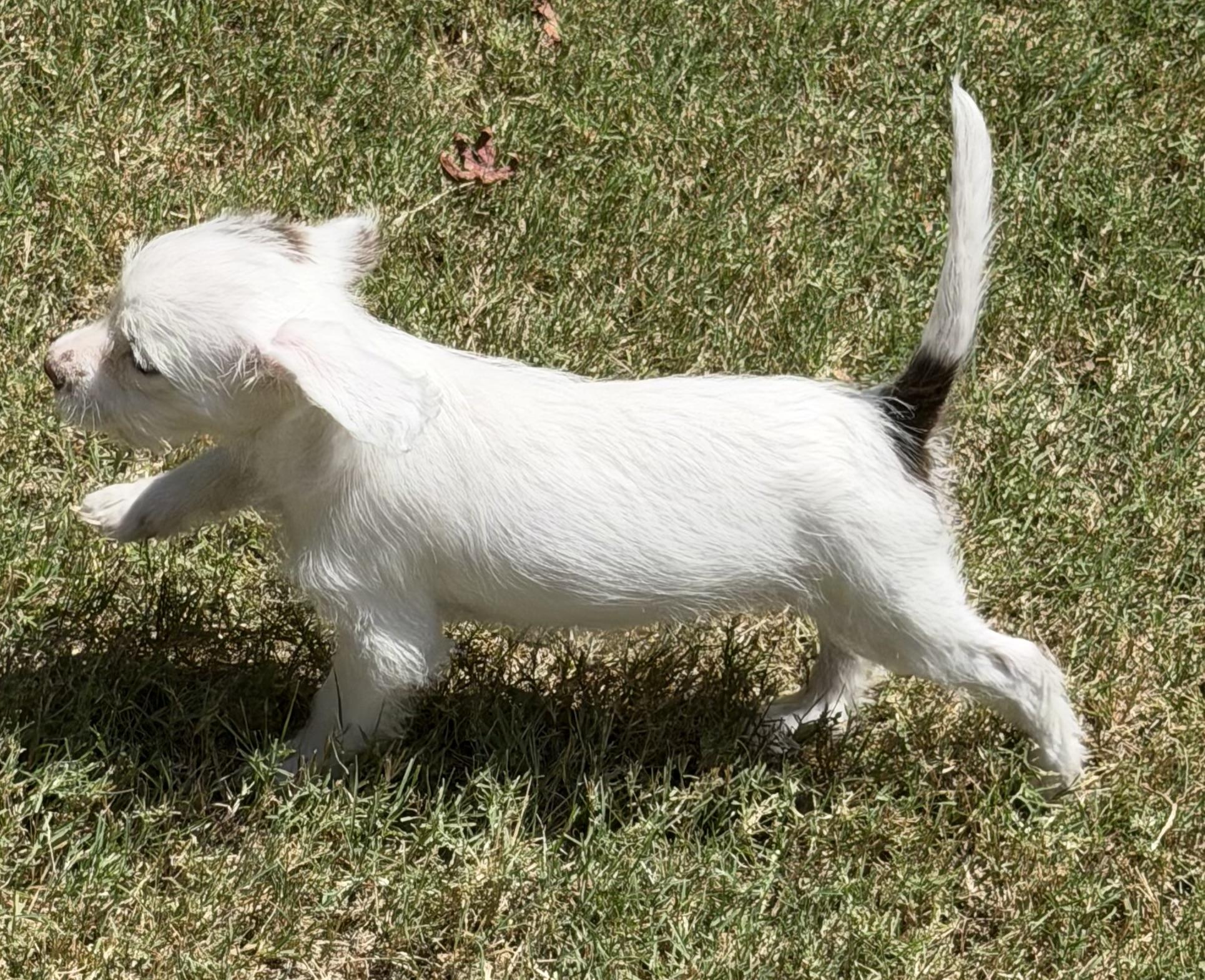 Rose, an adopted mixed breed in Dallas, TX image 5/6