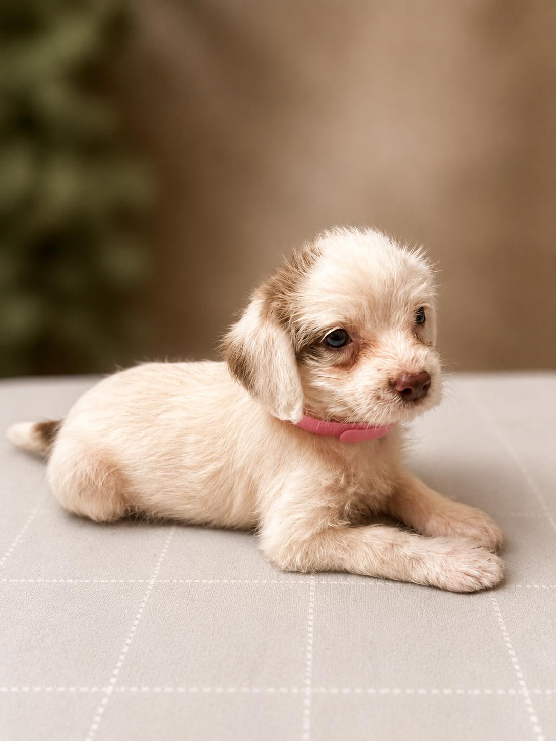 Rose, a Adoptable mixed breed in Dallas, TX image 2/5