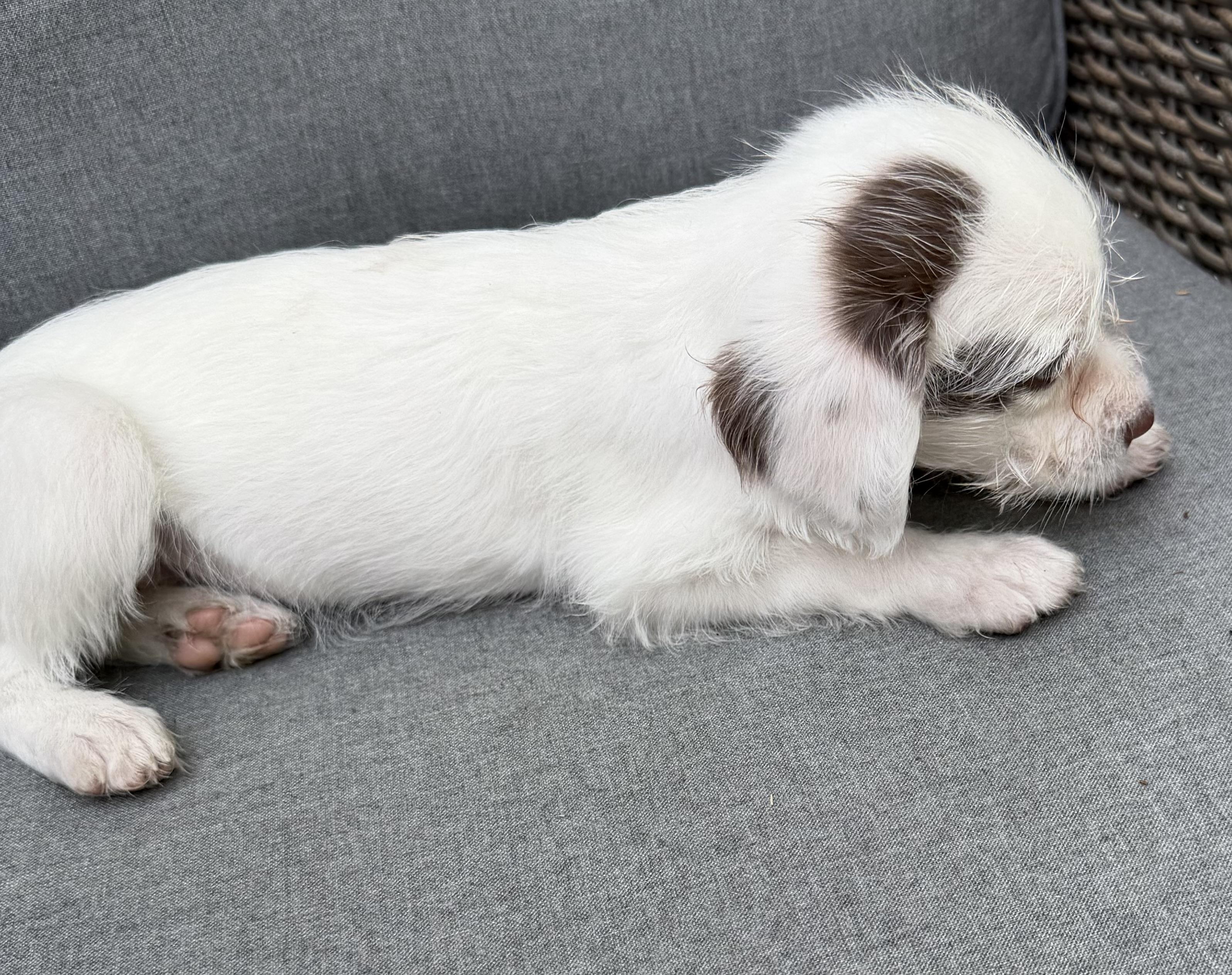 Rose, a Adoptable mixed breed in Dallas, TX image 4/5