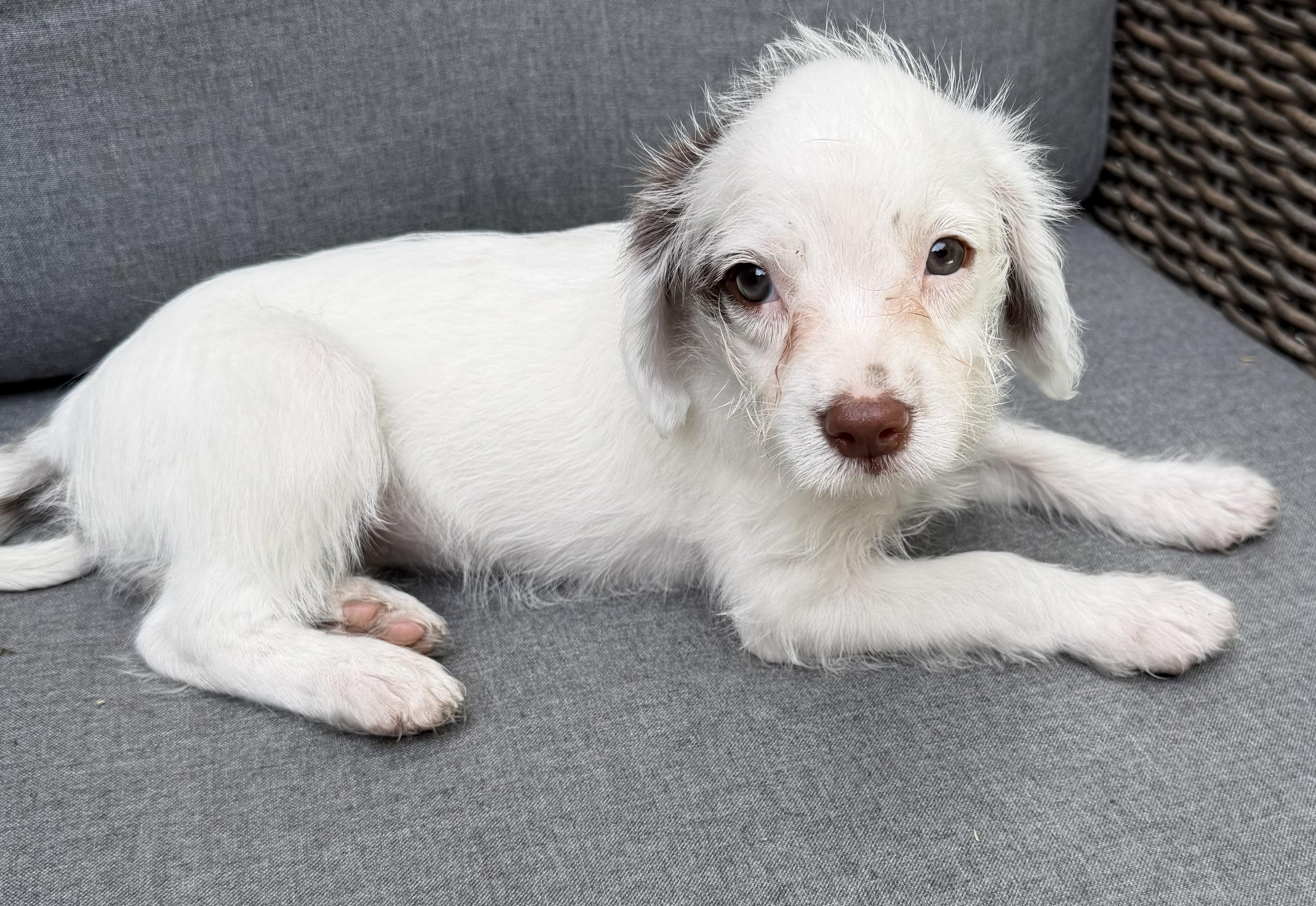Rose, a Adoptable mixed breed in Dallas, TX image 5/5