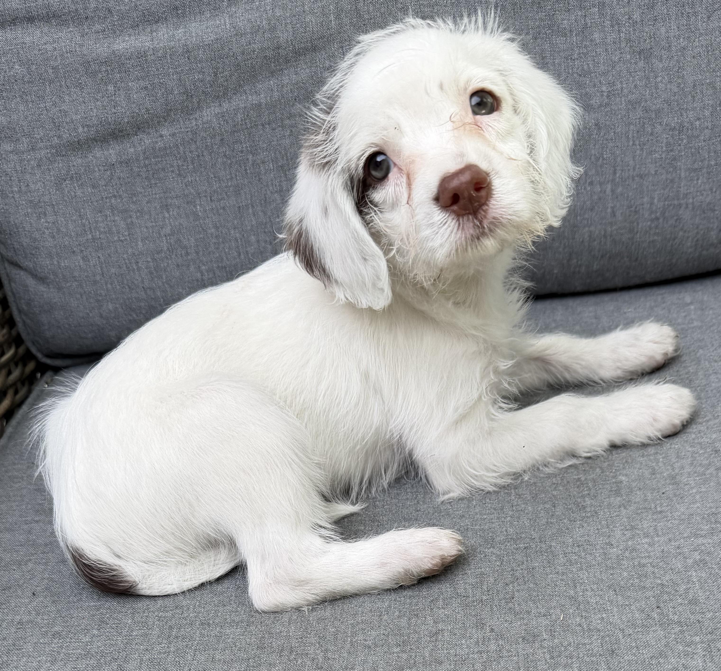 Rose, Adoptable, Puppy Female Maltipoo & Fox Terrier.