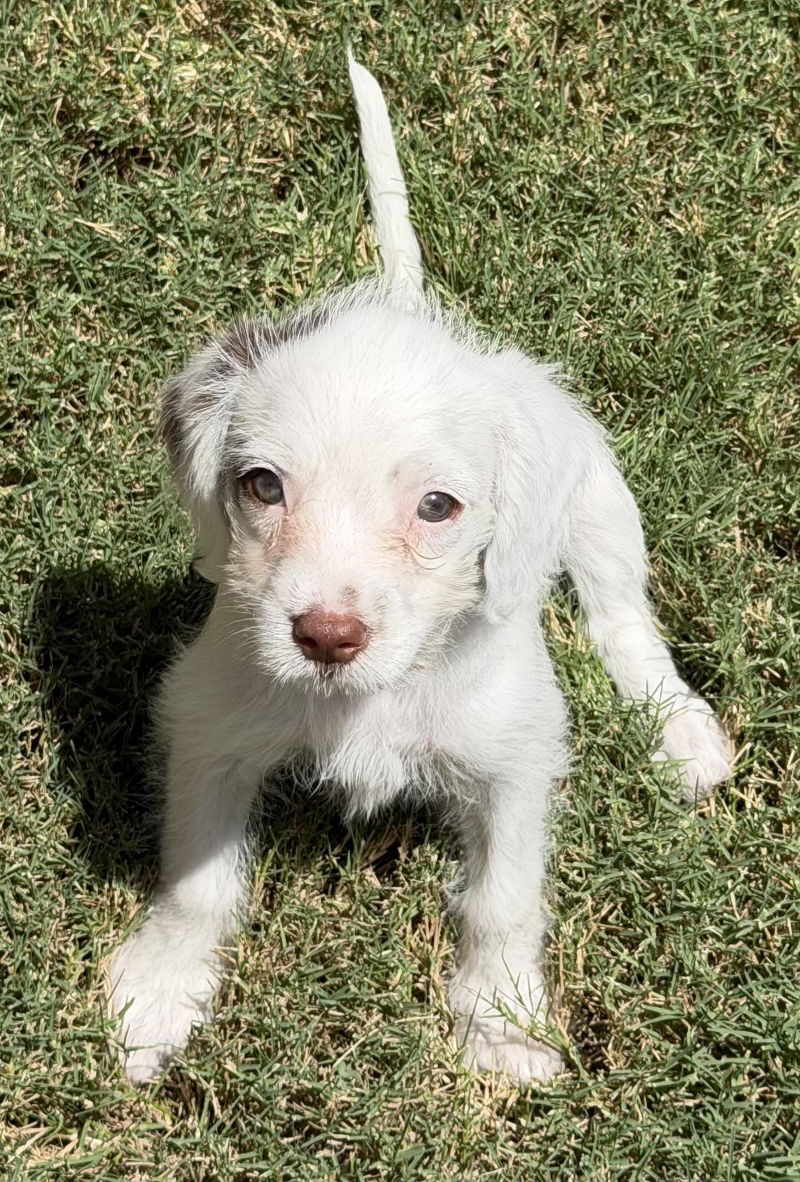 Rose, an adopted mixed breed in Dallas, TX image 6/6