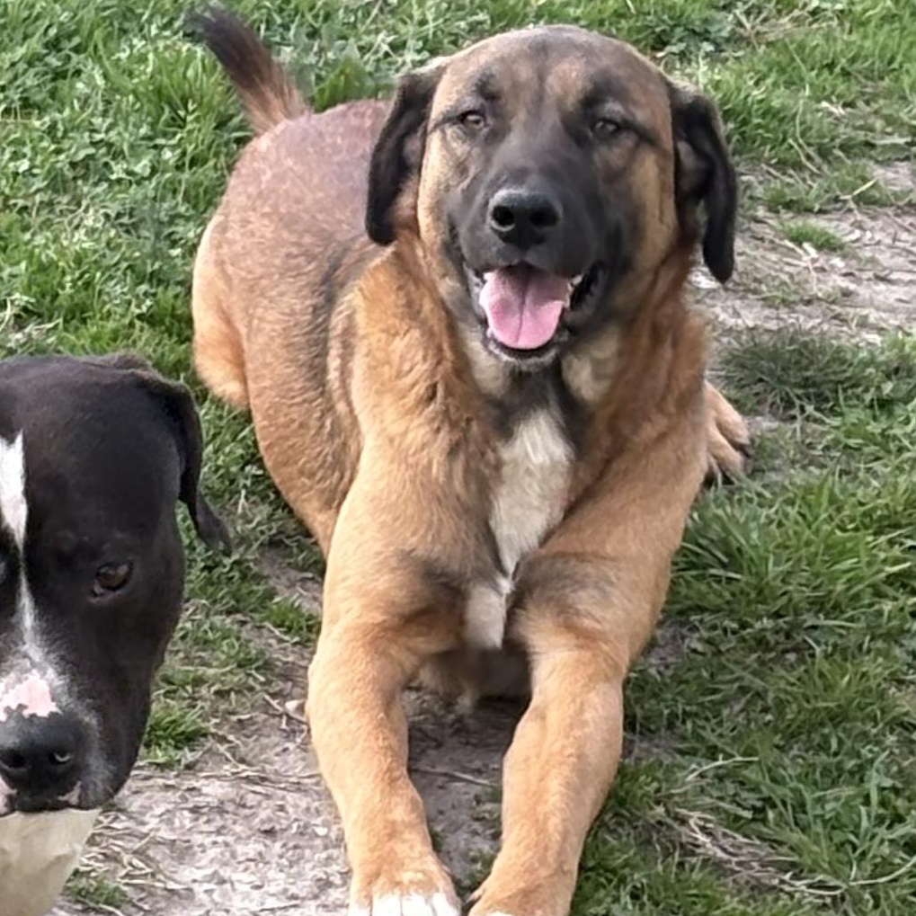 Saint , ADOPTABLE, Adult Male Belgian Shepherd / Malinois & German Shepherd Dog.
