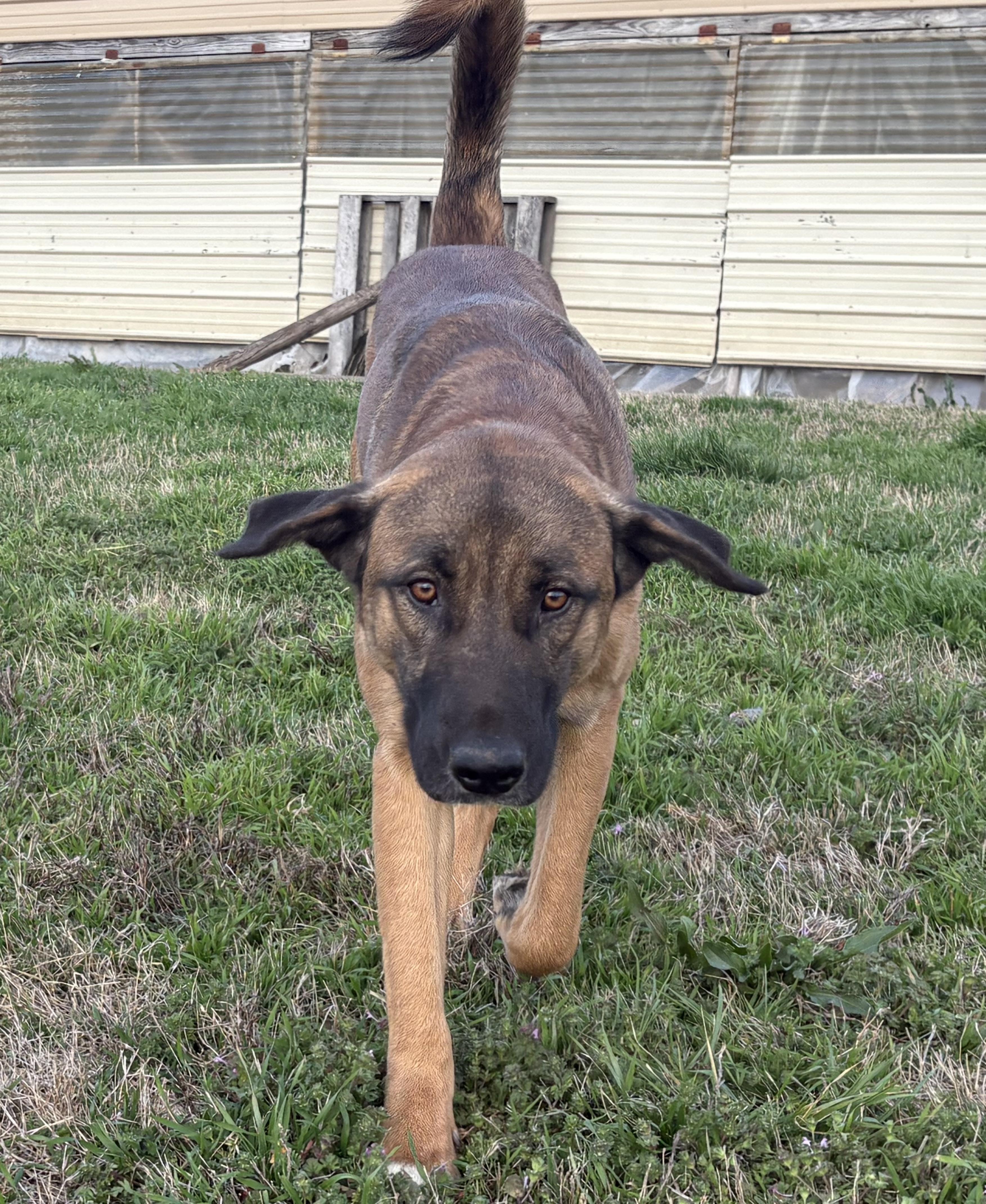 Saint , a ADOPTABLE mixed breed in Newport, AR image 2/2