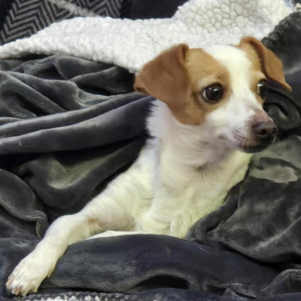 Enlarge Sarah, a Adoptable mixed breed in Loves Park, IL image 1/6