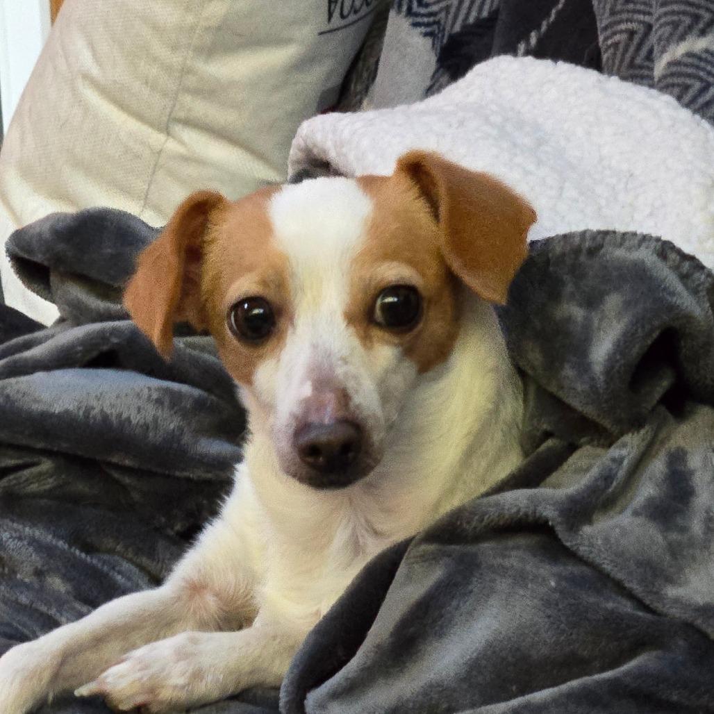 Enlarge Sarah, a Adoptable mixed breed in Loves Park, IL image 2/6