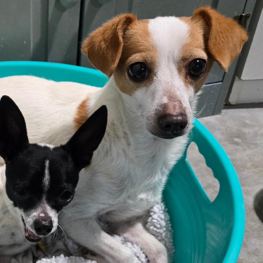 Enlarge Sarah, a Adoptable mixed breed in Loves Park, IL image 3/6