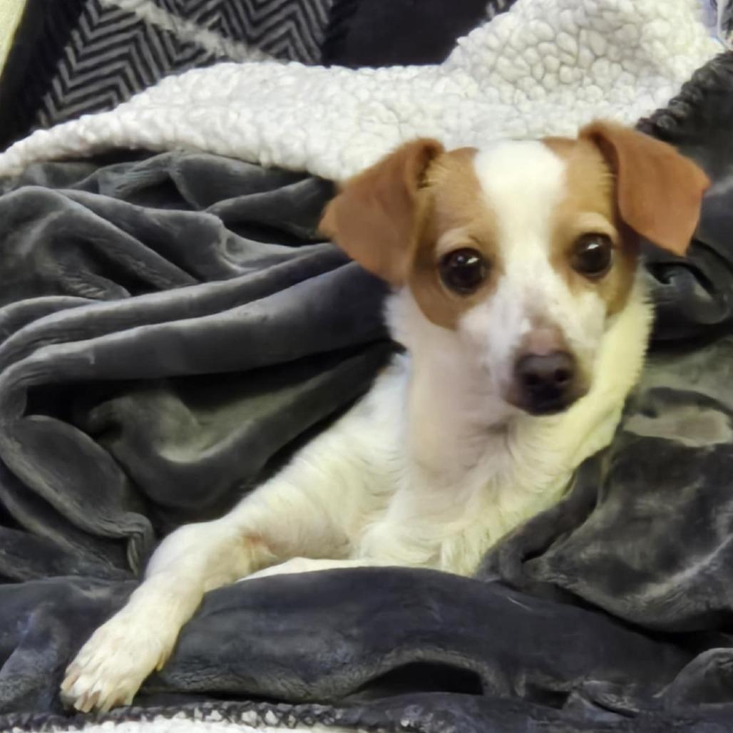 Enlarge Sarah, a Adoptable mixed breed in Loves Park, IL image 4/6